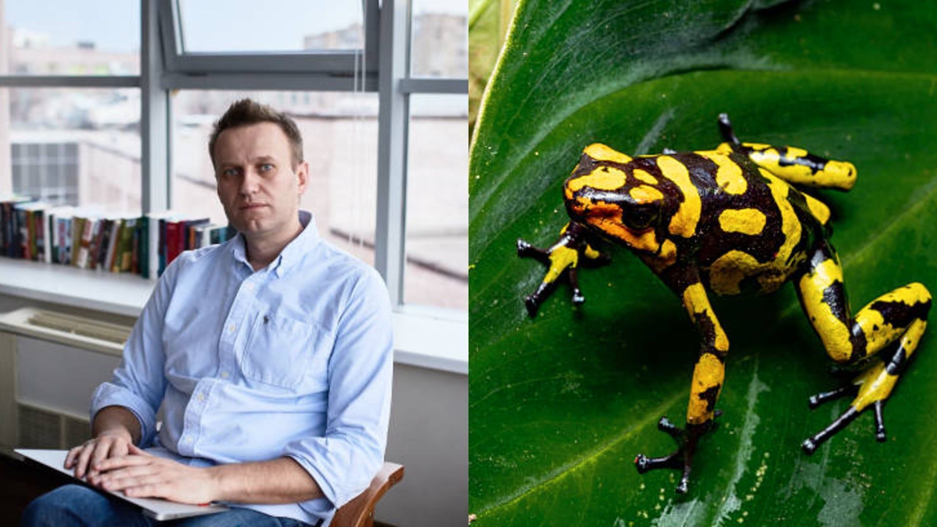 Video: Was ist das Pfeilgiftfrosch-Gift, das im Zusammenhang mit dem Tod von Alexei Nawalny steht?