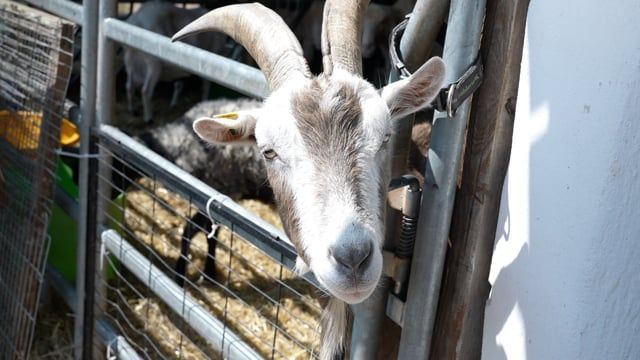Video: Blinde Ziege und gehbehindertes Schaf: Der Hof "Heile Seele" beherbergt Tiere mit Handicap