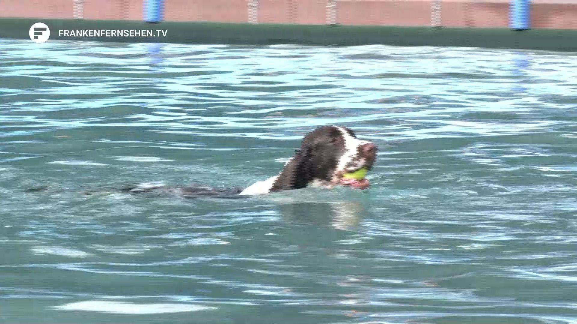 Freibadsaison beendet: Hunde baden im Stadionbad