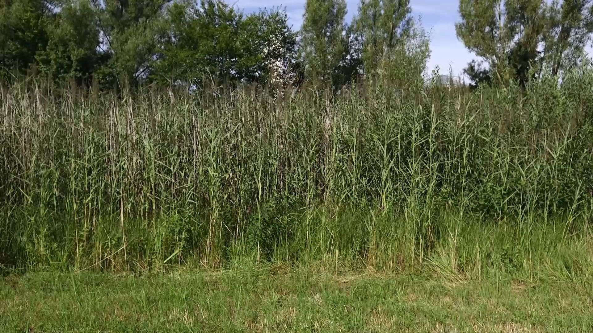 Neues Konzept für den Wiesenbrüterschutz: Überblick über Maßnahmen