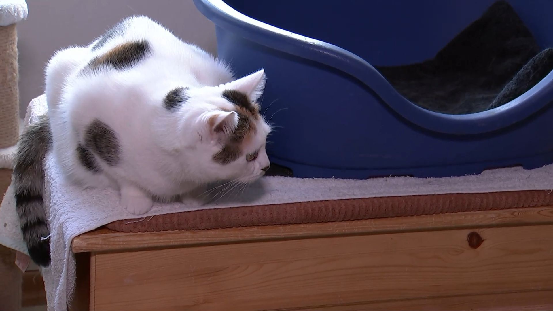 Zu viele Katzen in Bayern: Katzenschutzverordnung könnte helfen