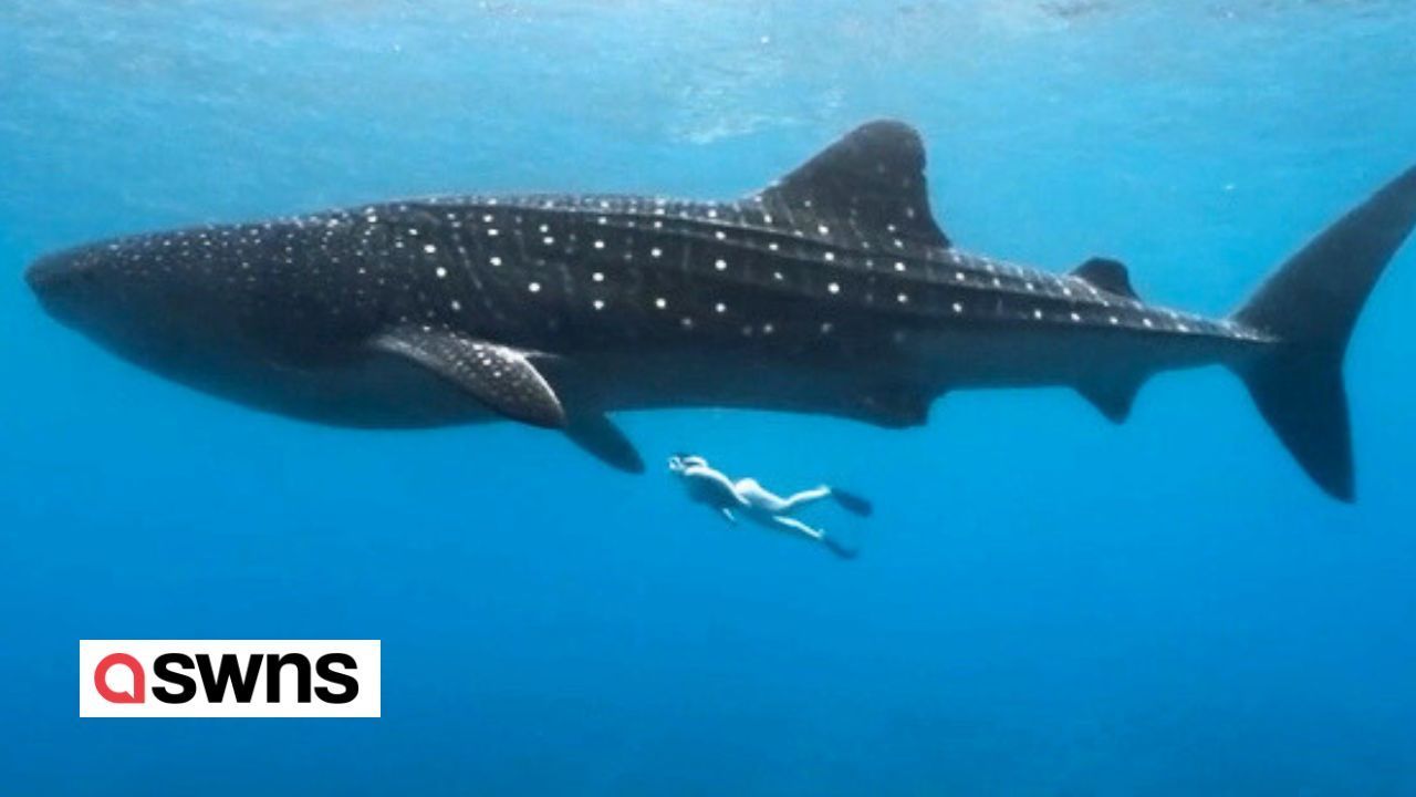 Schnorchler schwimmt mit 10m Walhai