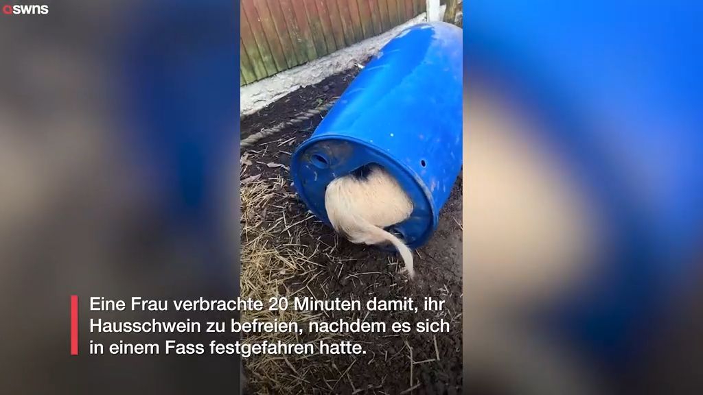 Besitzerin verbringt 20 Minuten mit der Rettung ihres Schweins, das sich in einem Fass festgefahren hat