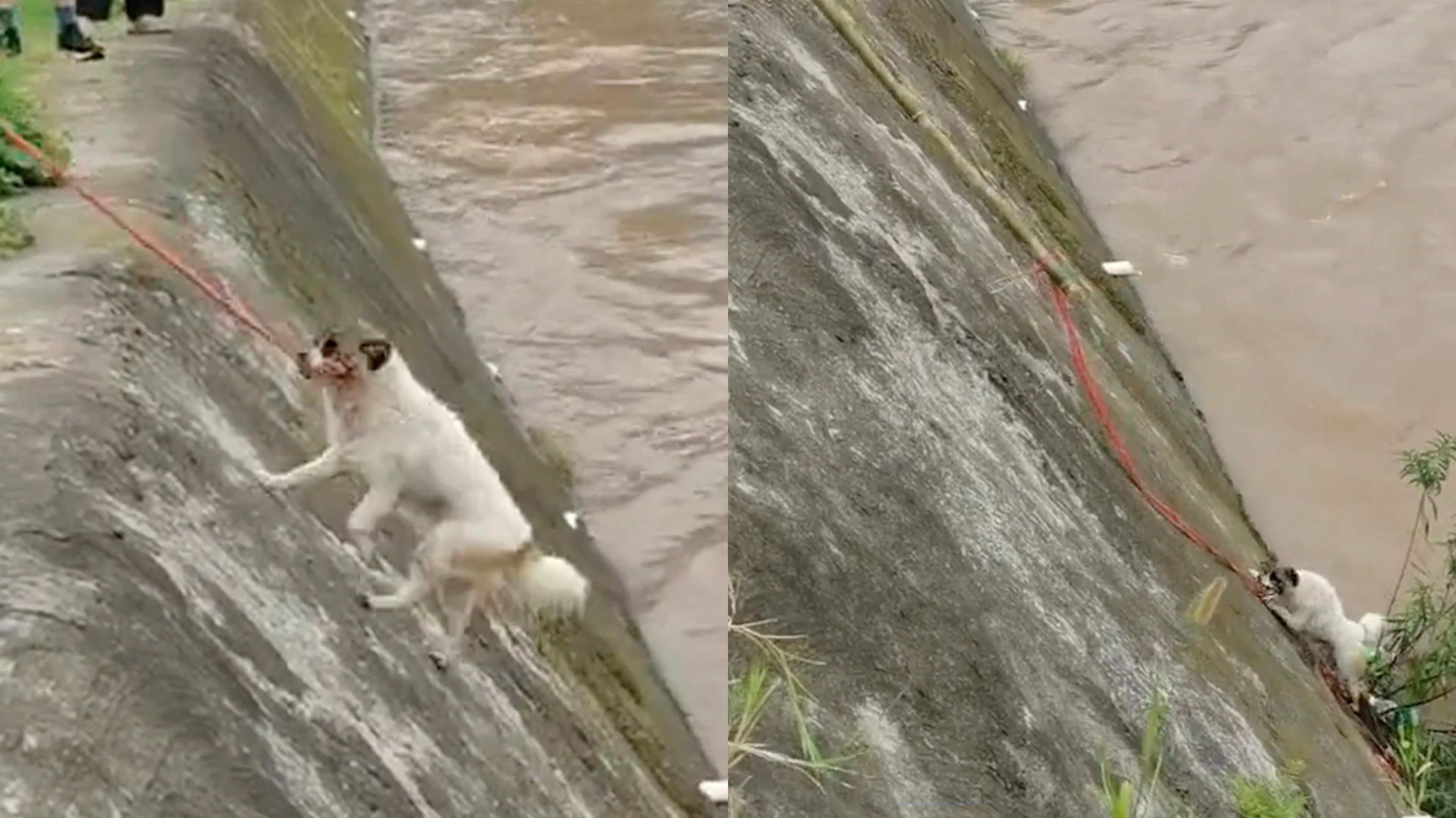 Video: Angespannter Moment, in dem ein Passant einen Hund aus einem reißenden Fluss rettet