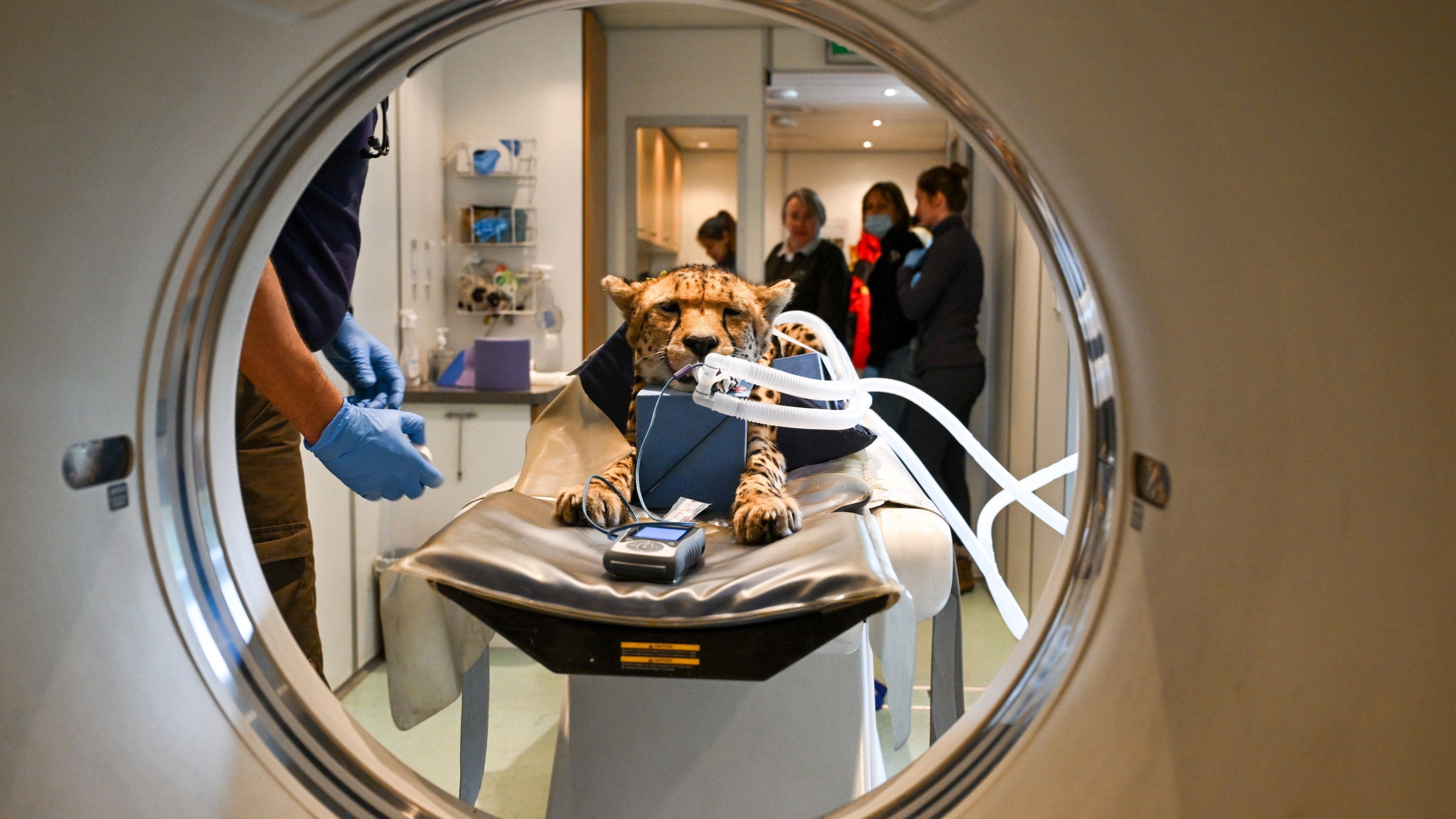 Video: Erstaunliches Filmmaterial zeigt Tiger, Leoparden und Geparden, die sich medizinischen Scans unterziehen