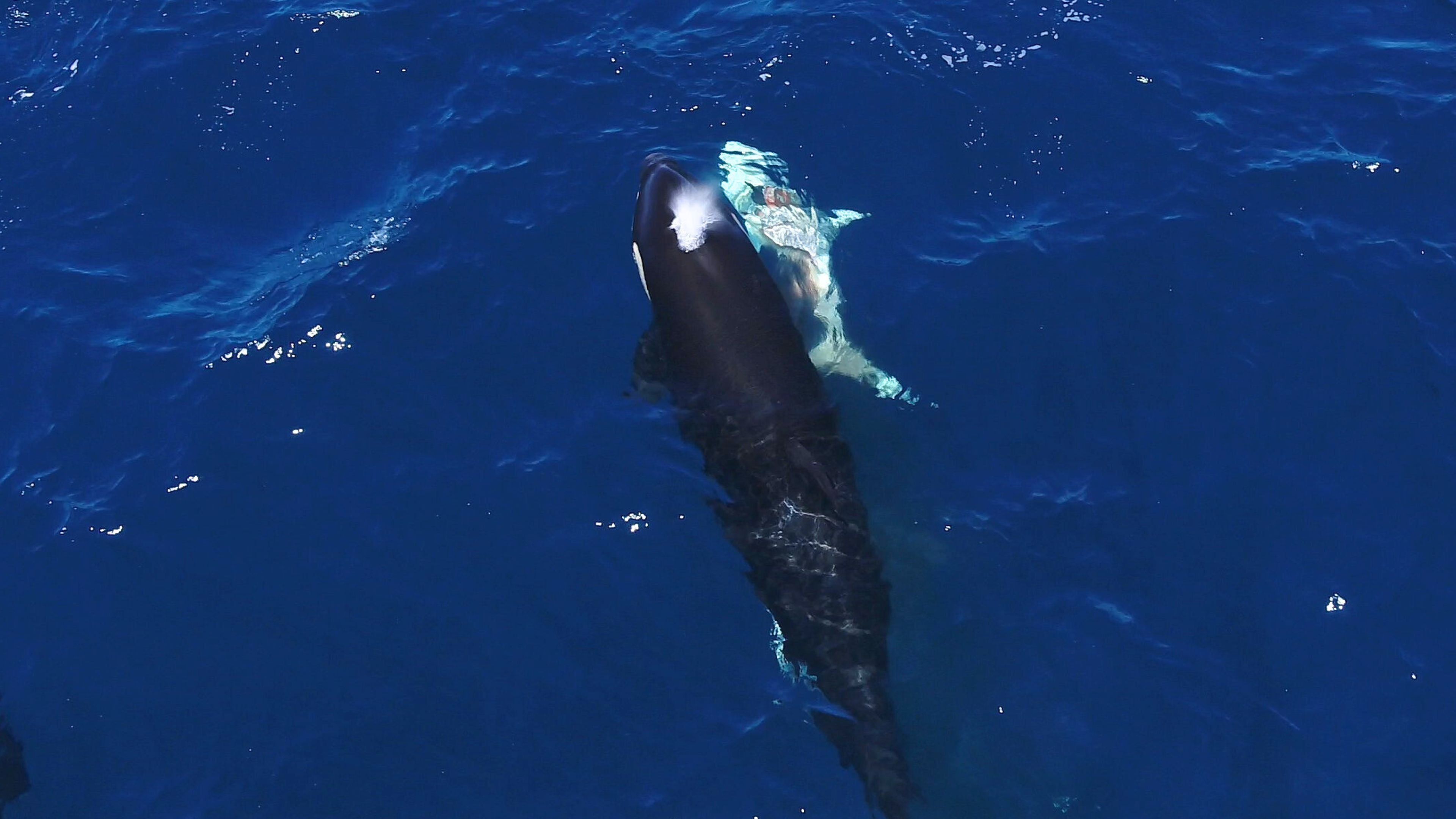 Killer whales were observed hunting and consuming great white sharks alive