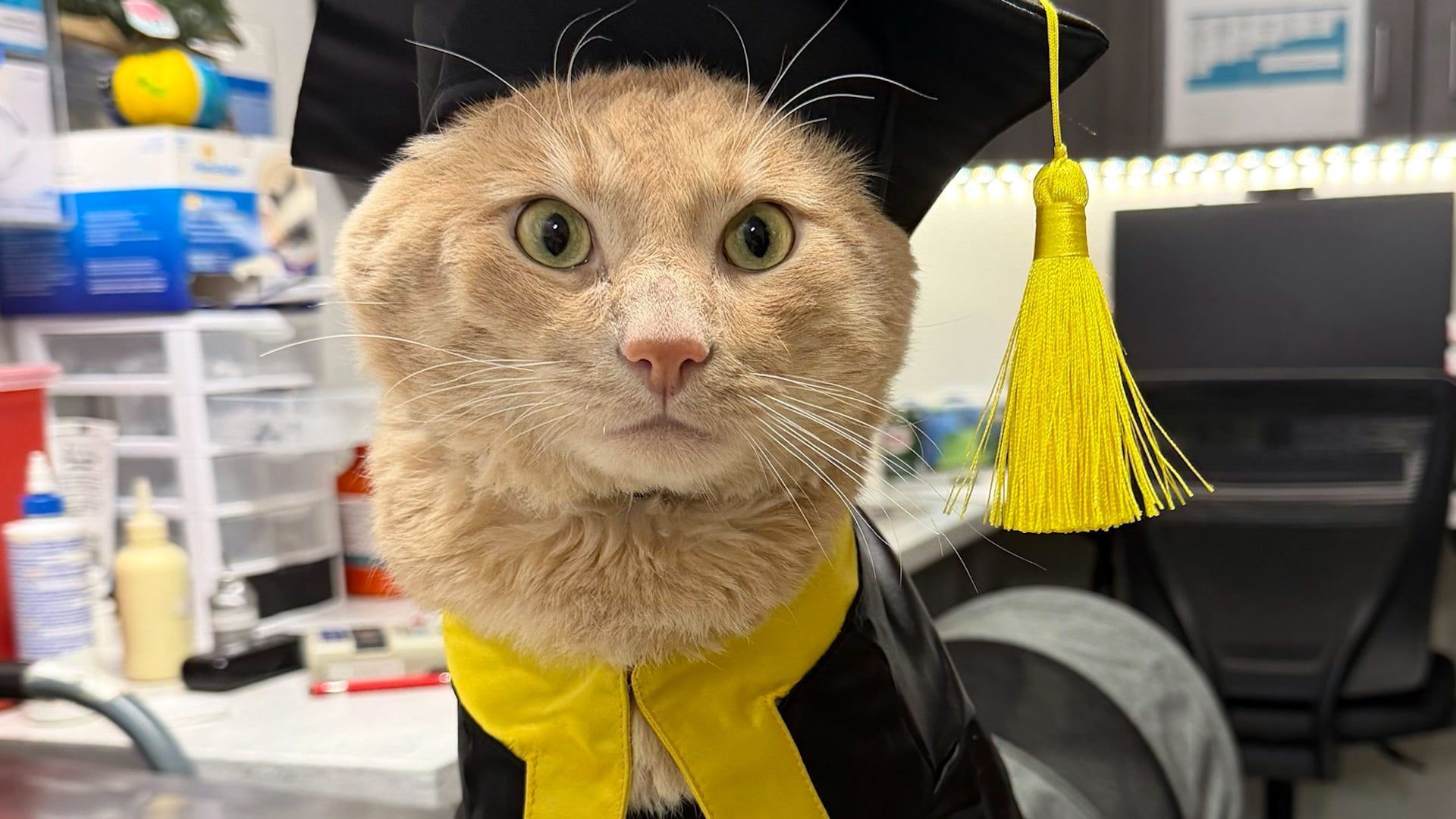 Video: Kater, der einen Kojotenangriff überlebt hat, feiert seine Entlassung aus der Quarantäne bei einer skurrilen Party