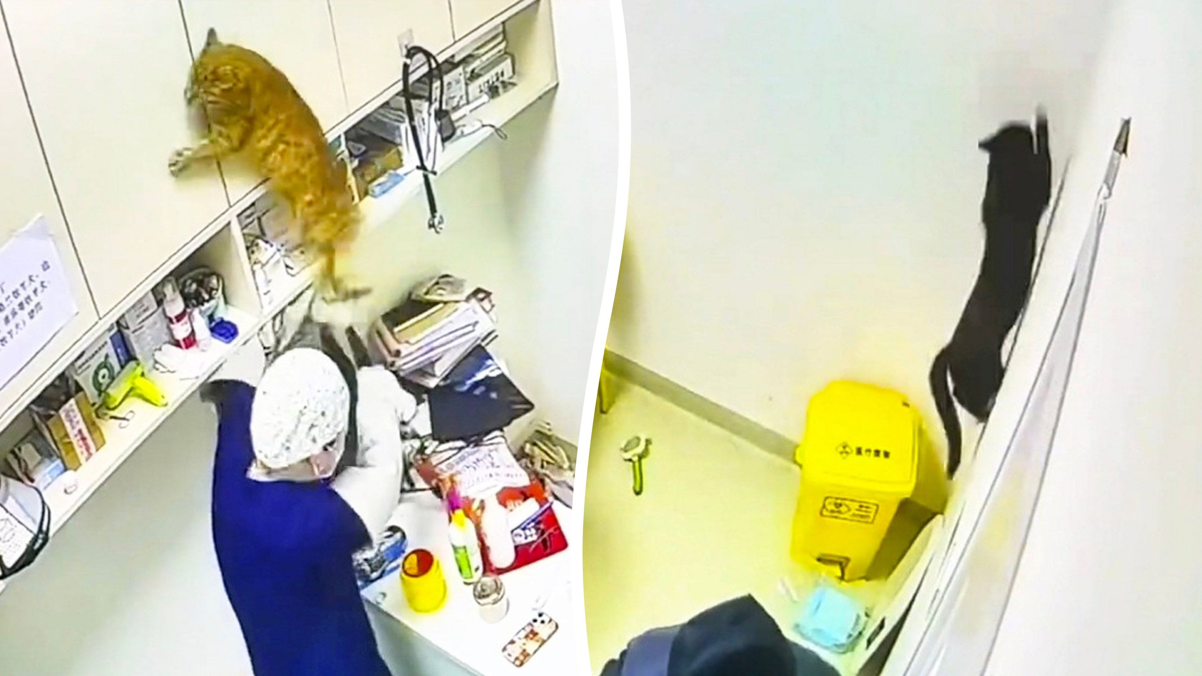 Video: Chaotische Szenen, als Katzen in einer Tierklinik Chaos anrichten