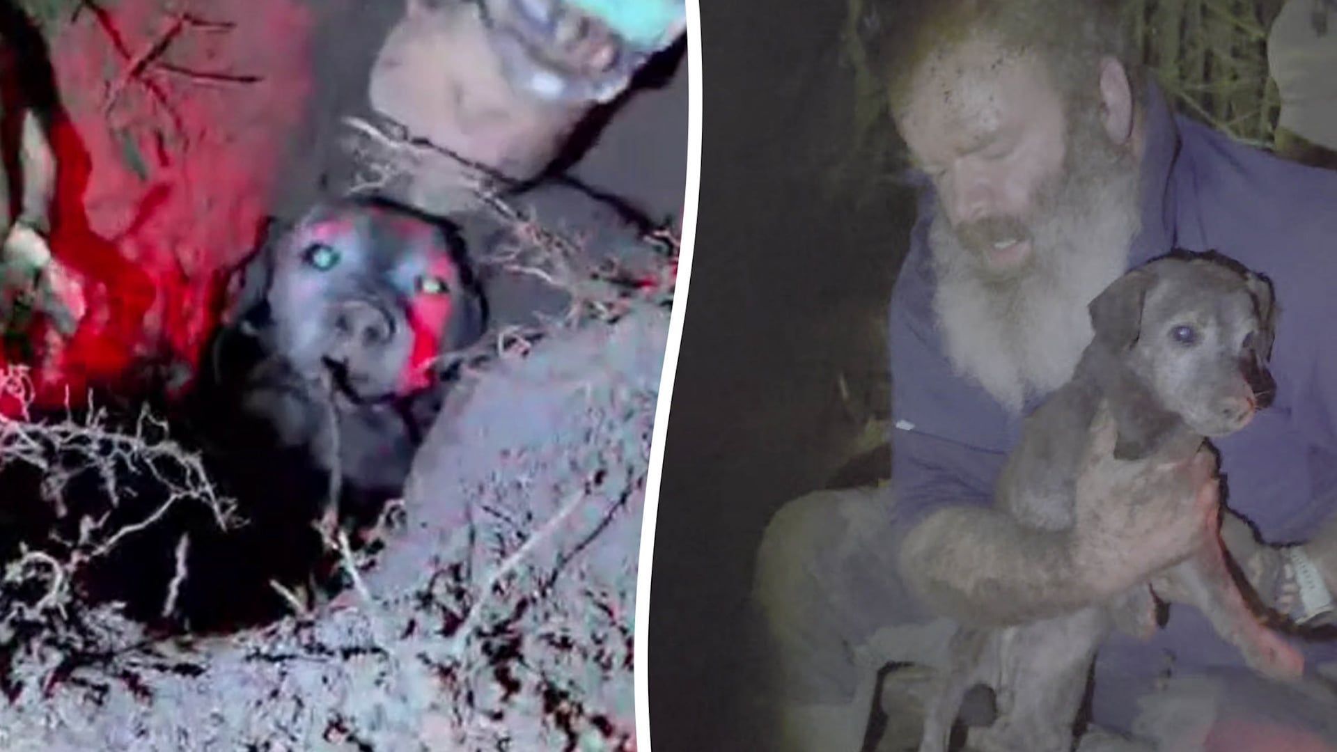 Video: Hund namens „Mole“ gerettet, nachdem er zwei Tage lang unter der Erde festsaß