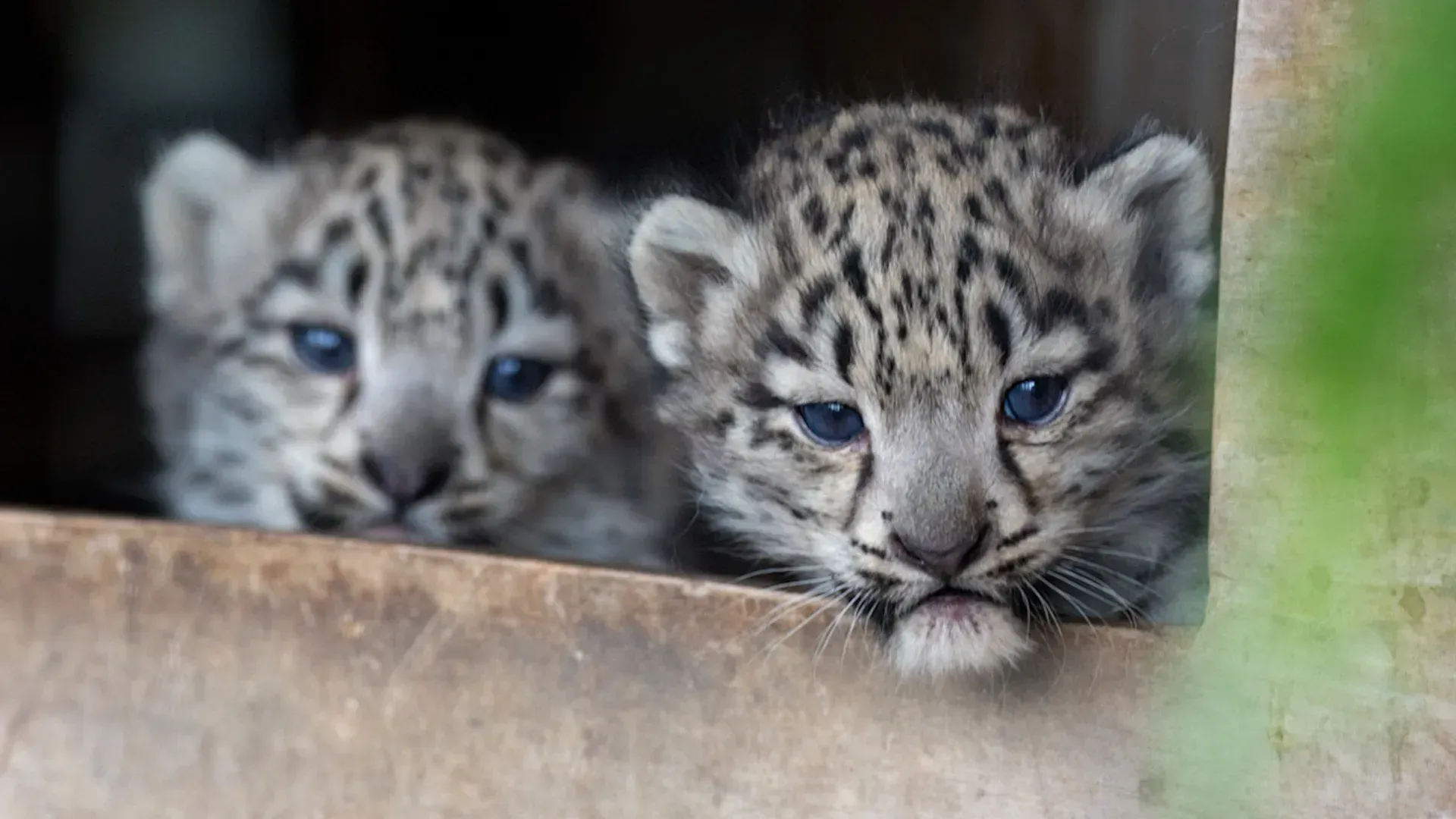 Video: Schneeleopardenjunge machen ihre ersten Schritte im Zoo