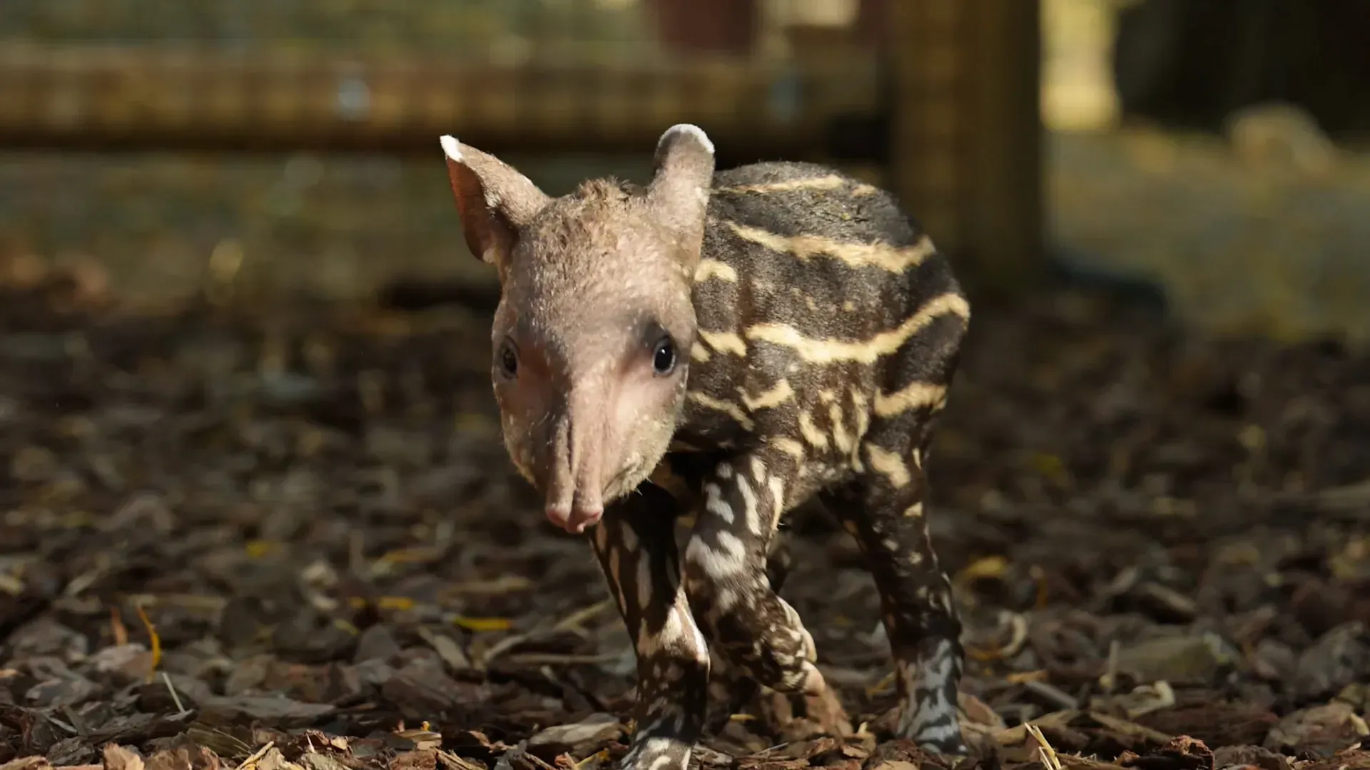 Video: Seltener „Winz-Wassermelonen“-Tapir macht seine erste Schritte