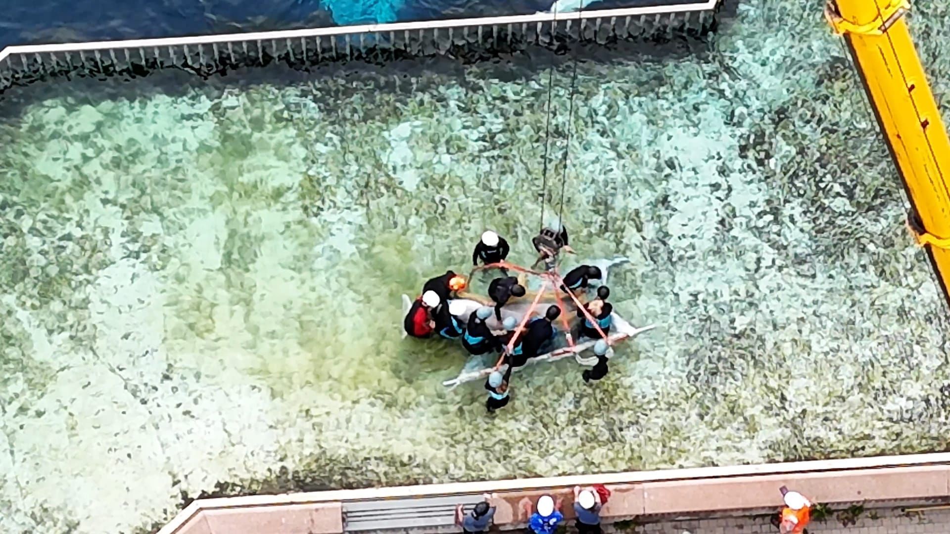 Video: Sechs Belugawale aus verlassenem Freizeitpark gerettet