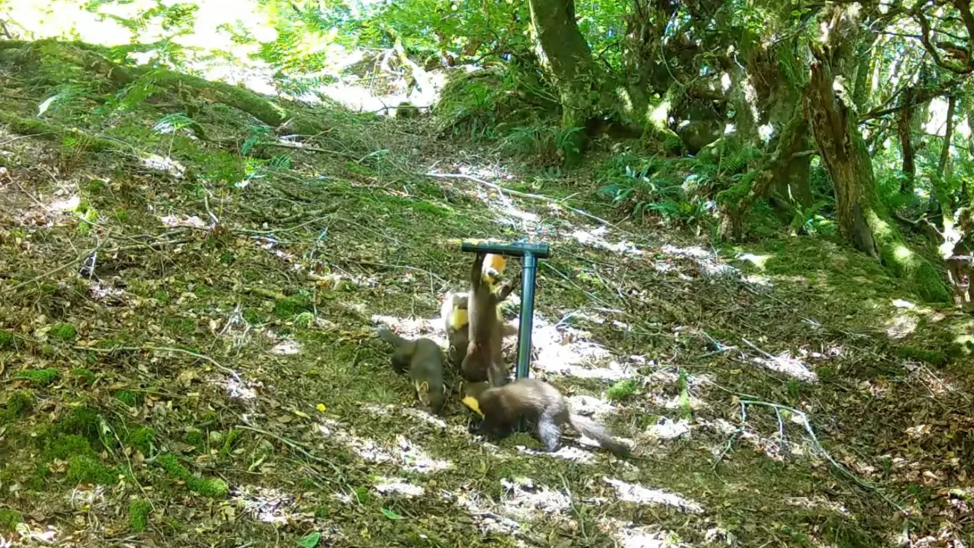 Video: Seltene Baummarder kehren nach mehr als einhundert Jahren nach England zurück