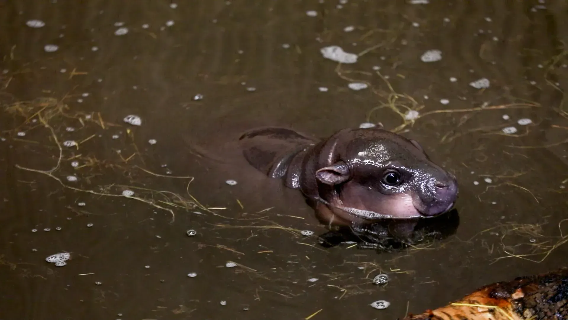 Video: Baby-Pygmäenhippo erkundet Schwimmbecken beim ersten Schwimmen überhaupt