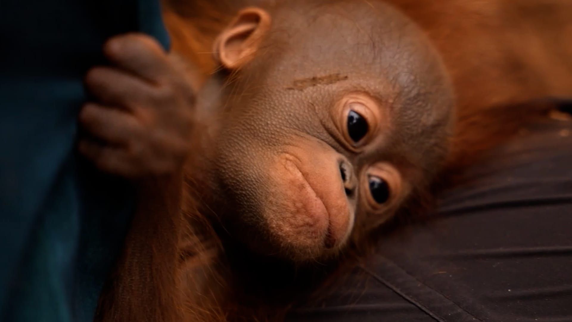Video: Achtzehn Orang-Utans bei Waldbränden in Indonesien gerettet