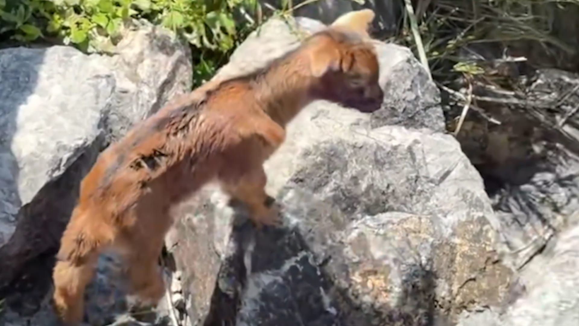 Video: Wanderer befreit zwischen zwei Felsen eingeklemmtes Lamm