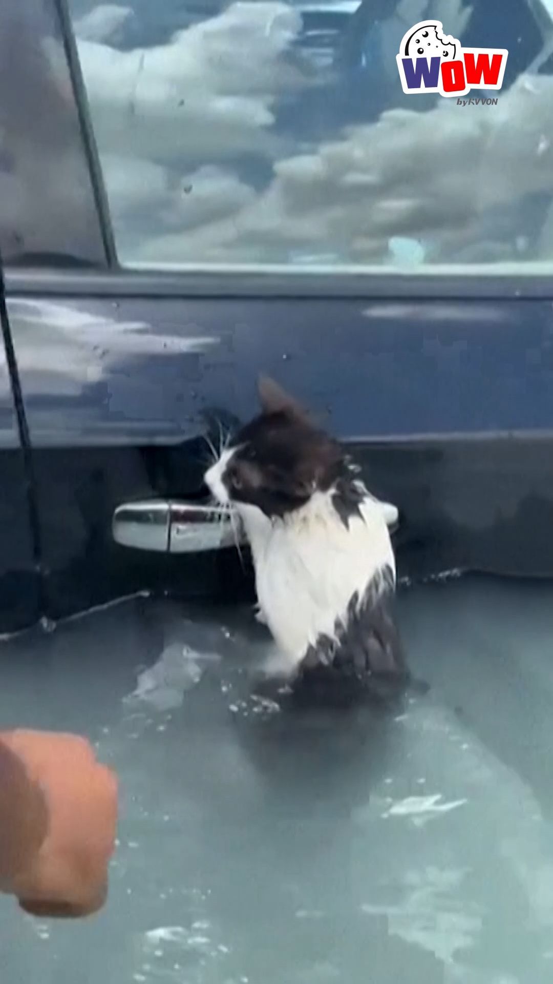 Dubai Police Save Cat Dangling from Car in Flood