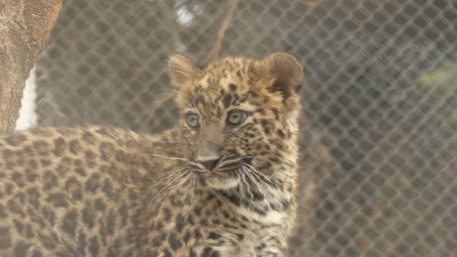 Pakistan "Horror Zoo" Reborn as Rehab Centre