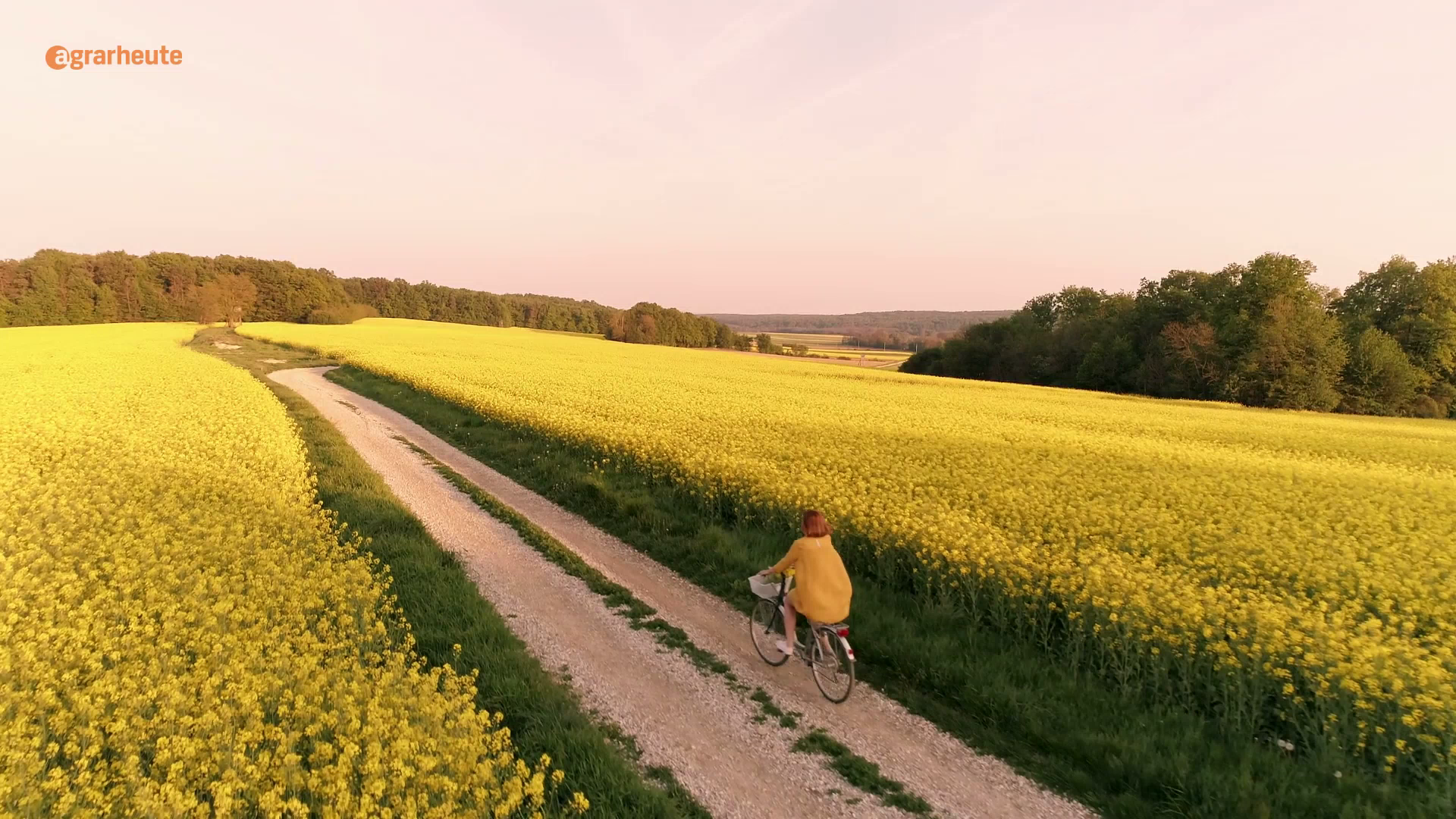 Warum Raps ein heimlicher Umwelt-Held auf unseren Feldern ist