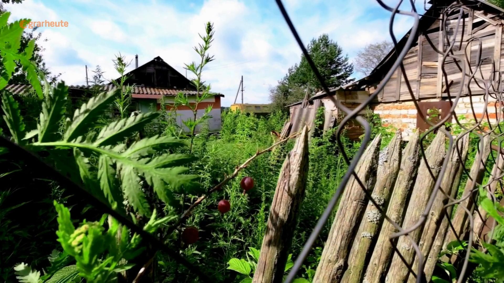 Garden owner lets garden go completely wild: Court takes swift action
