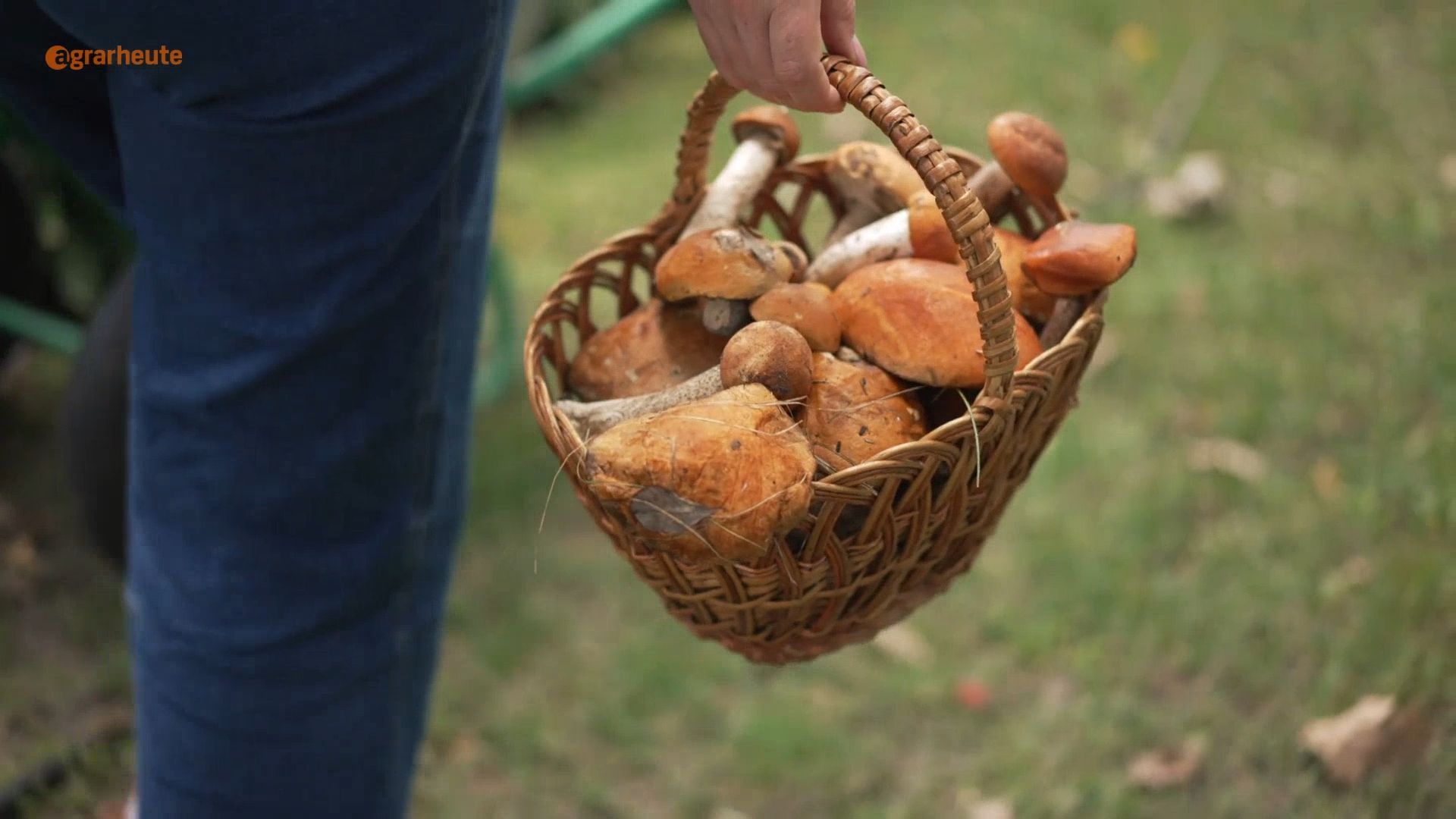 Deadly Danger: These Edible Mushrooms Have Toxic Lookalikes
