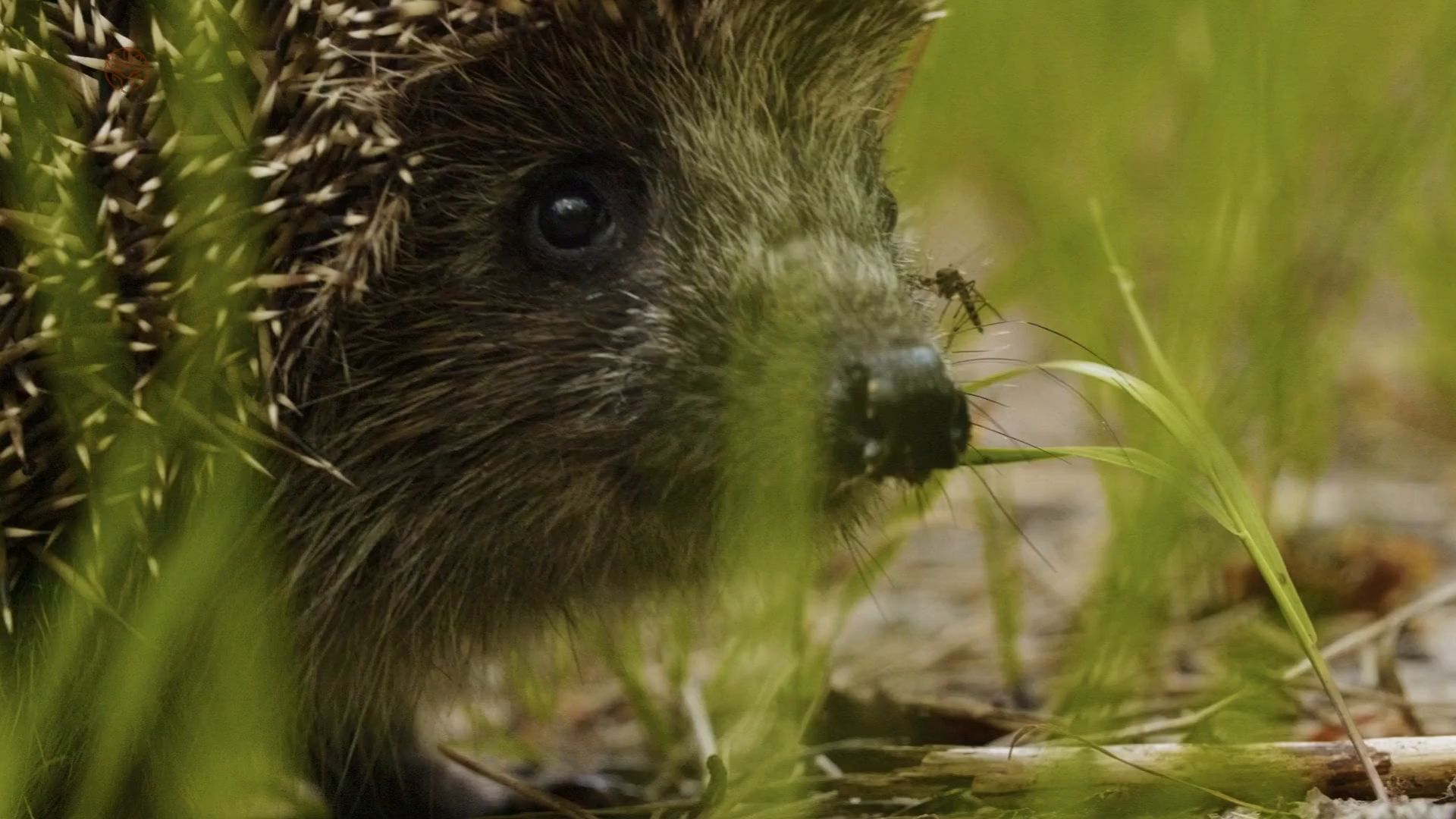 Exciting Facts About Hedgehogs: How Wild Animals Live and Why They Should Be Protected