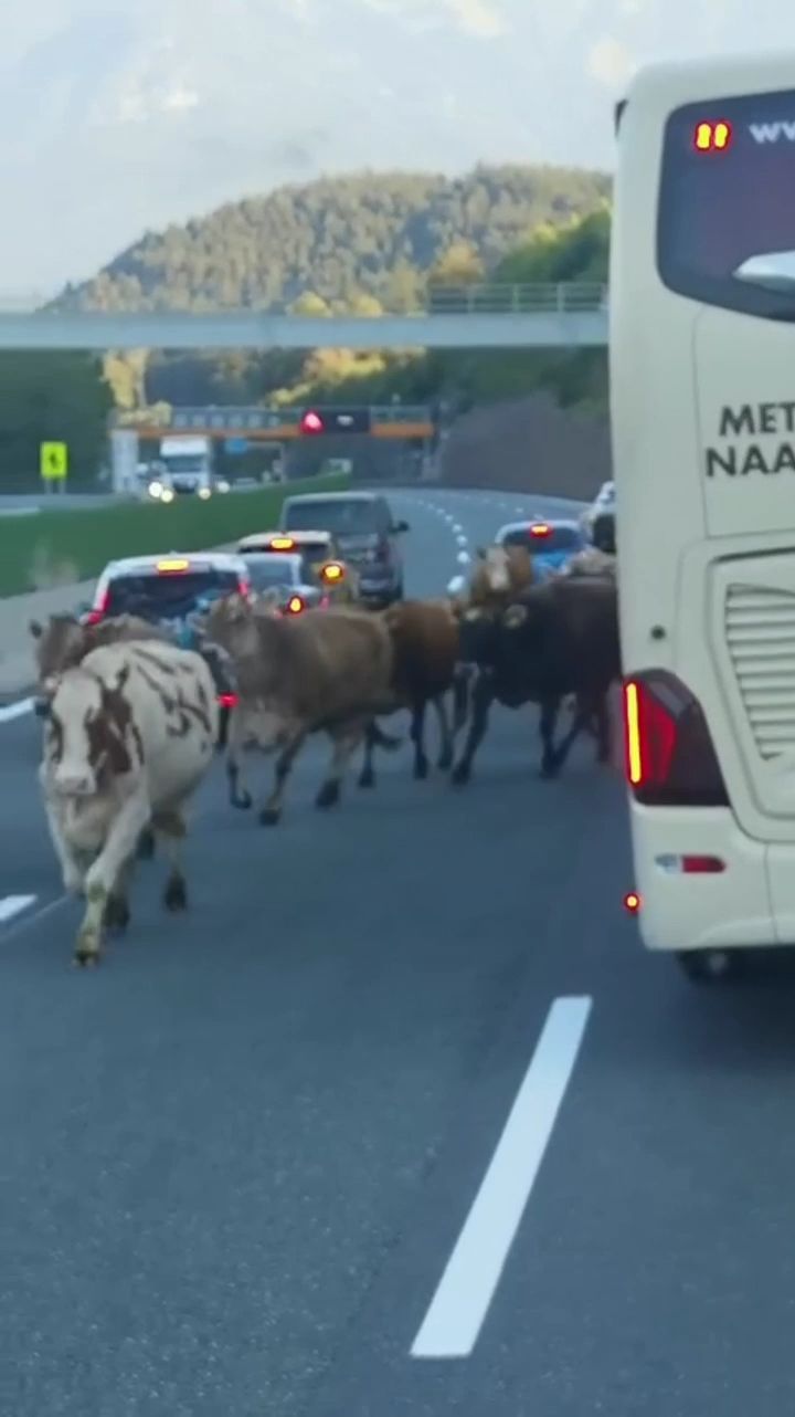 Video: Kurioser Einsatz: Kühe verirrten sich auf Tiroler Brennerautobahn