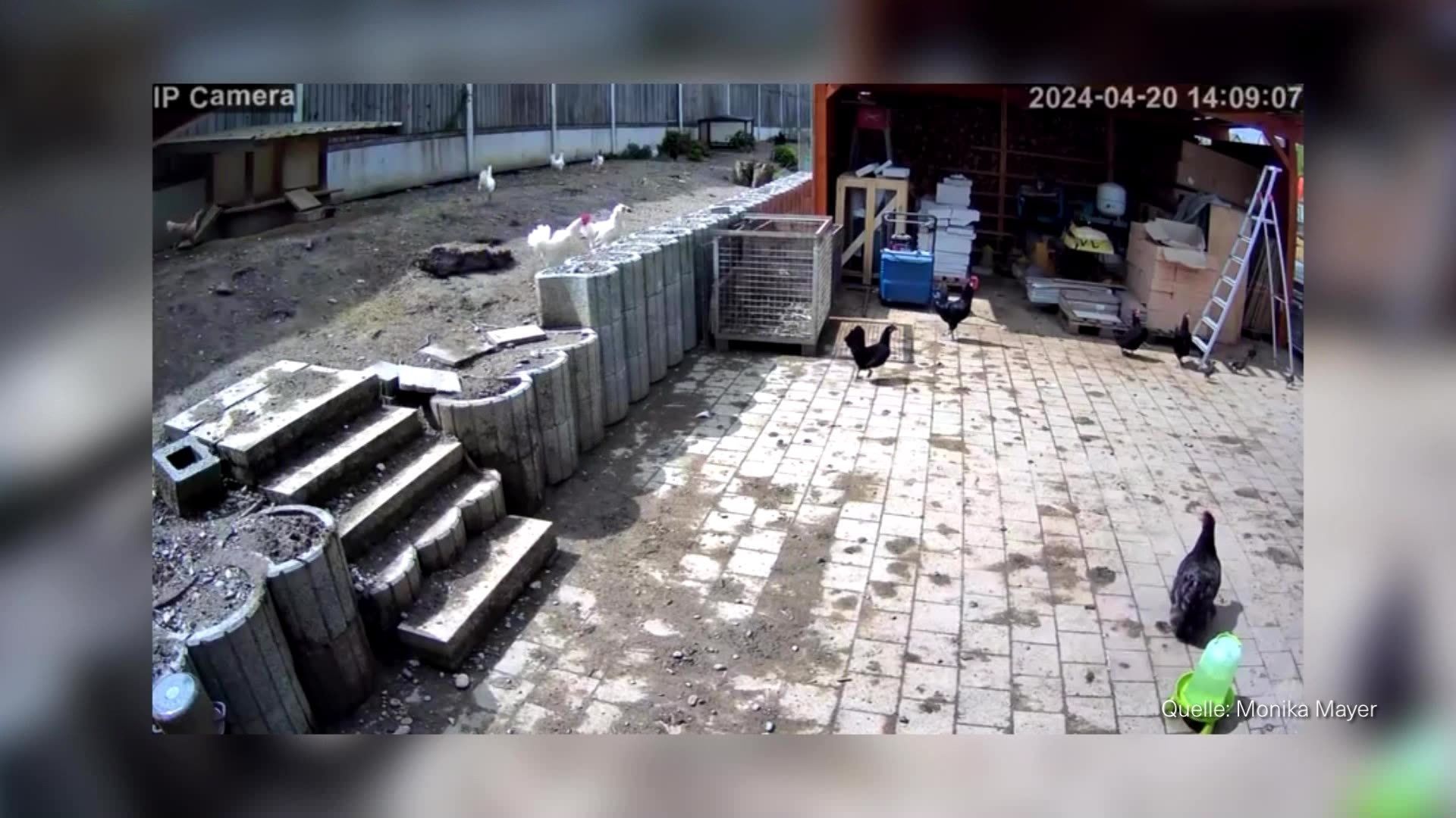 Problemhunde aus Tierheim verschwunden