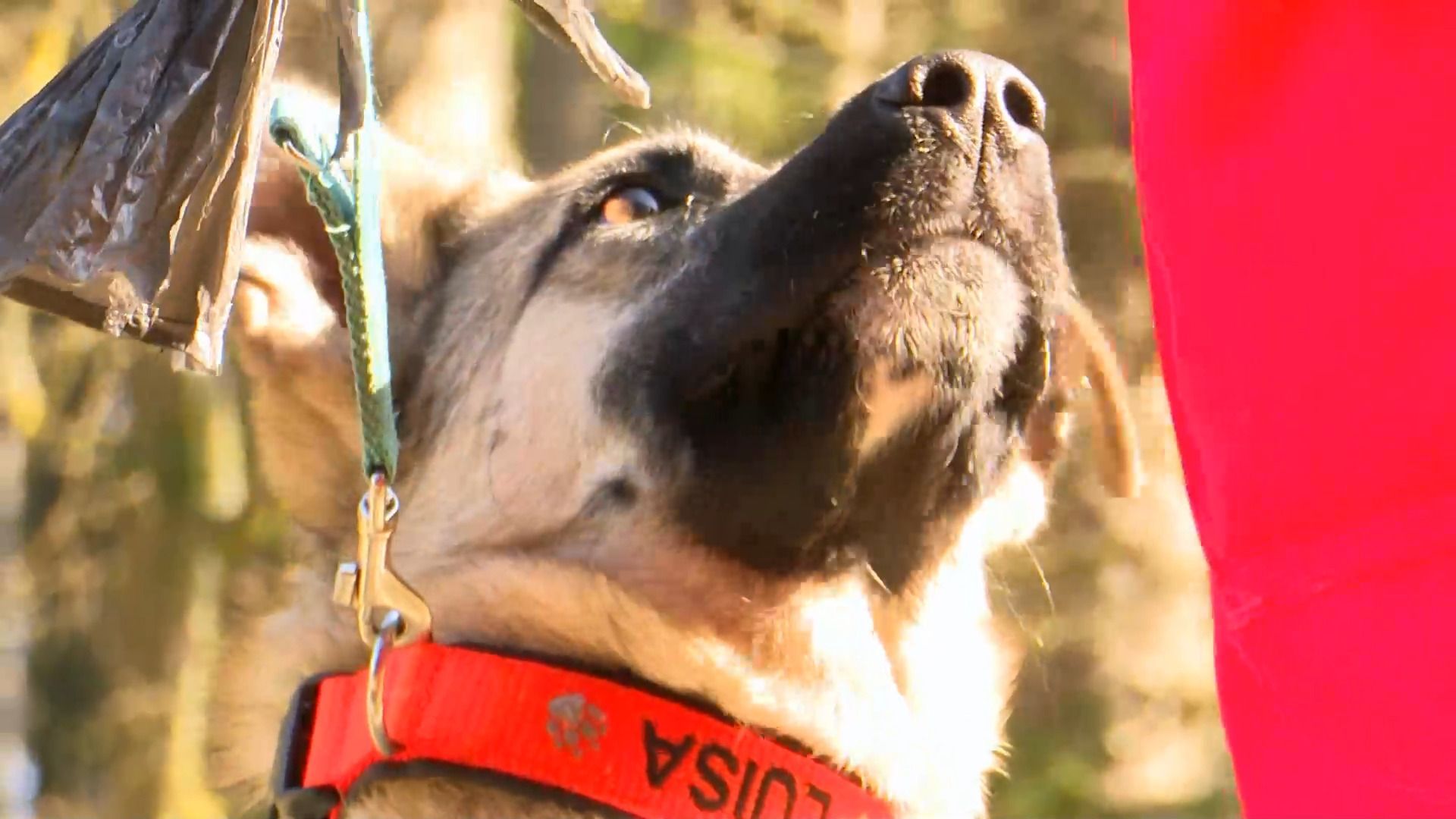 Tierische Hilfe – Rettungshund Luisa in Ausbildung