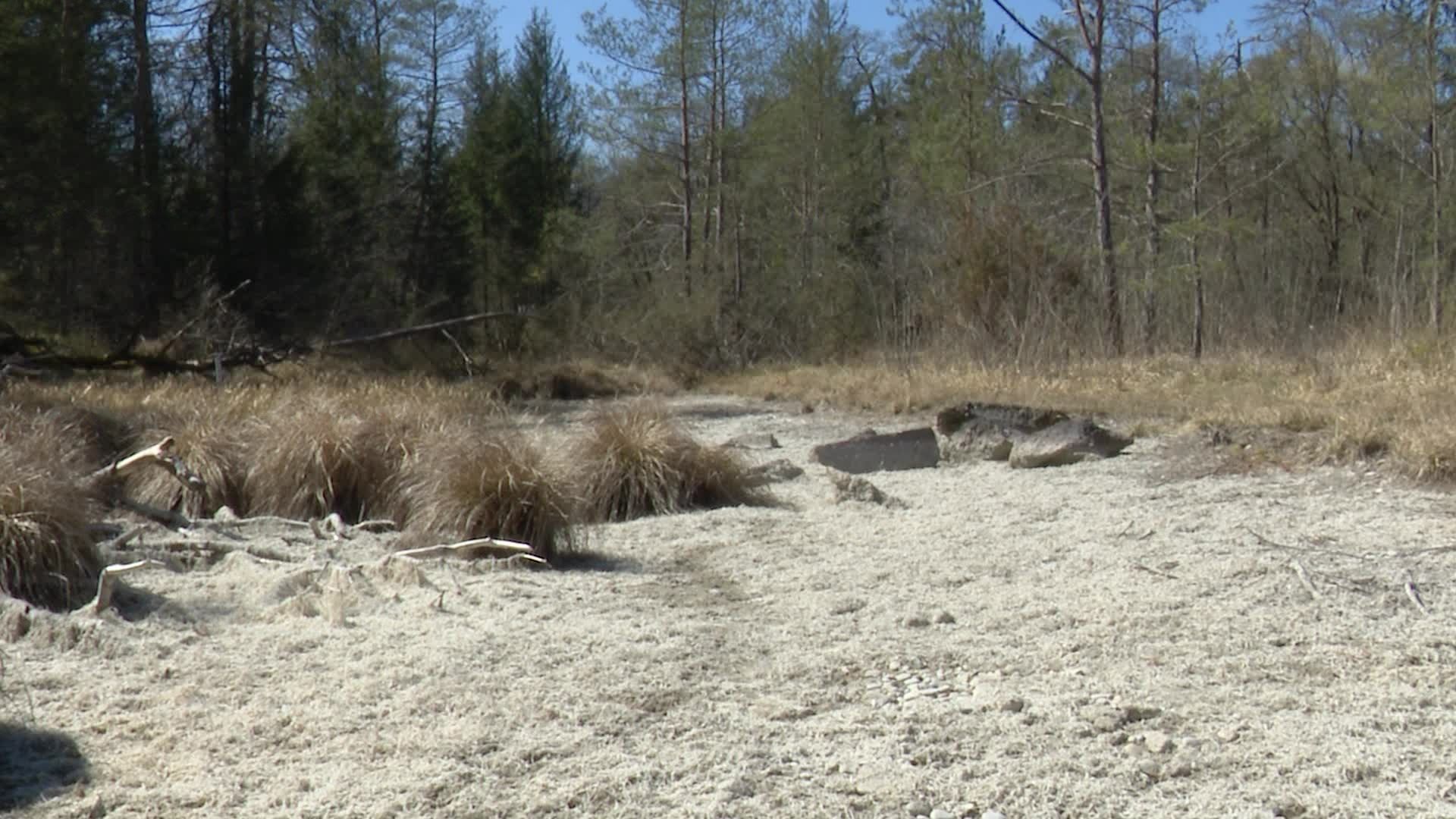 Video: Dürre schadet den Wäldern