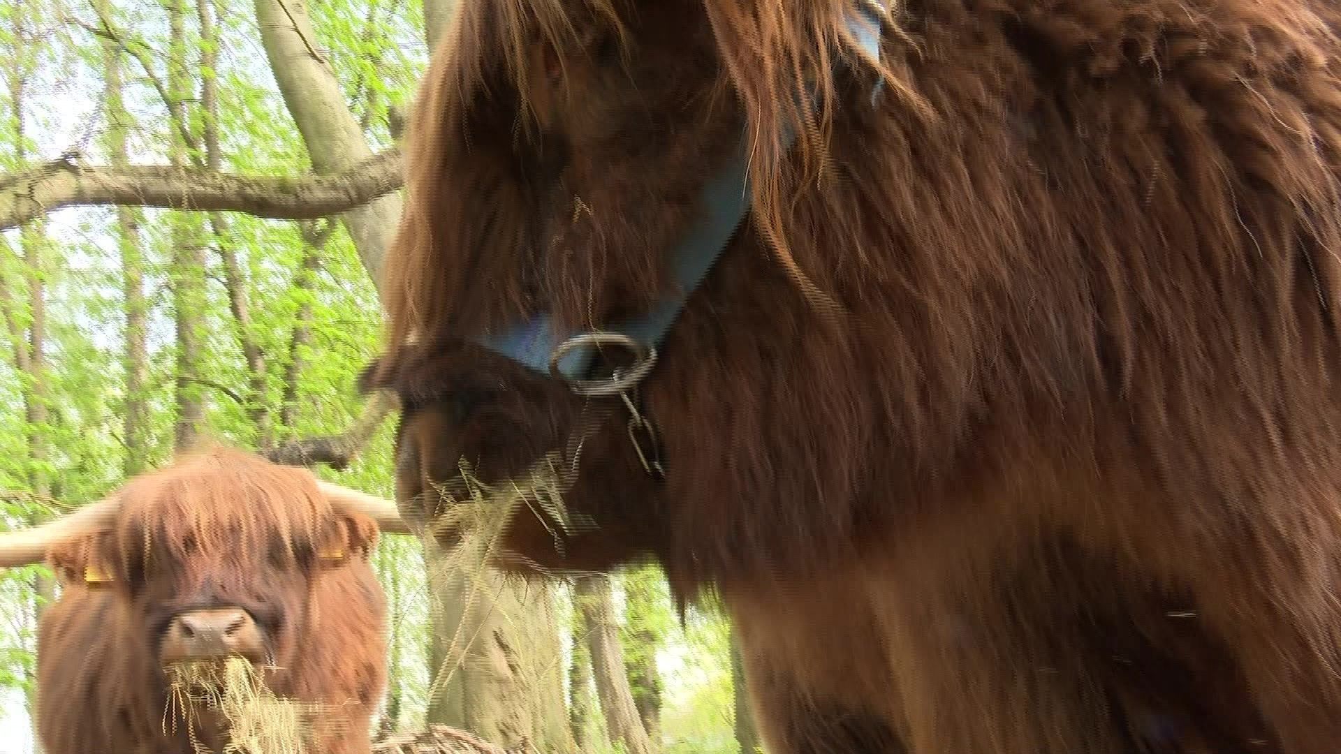 Video: Tierische Naturschützer – Hochlandrinder in Augsburg