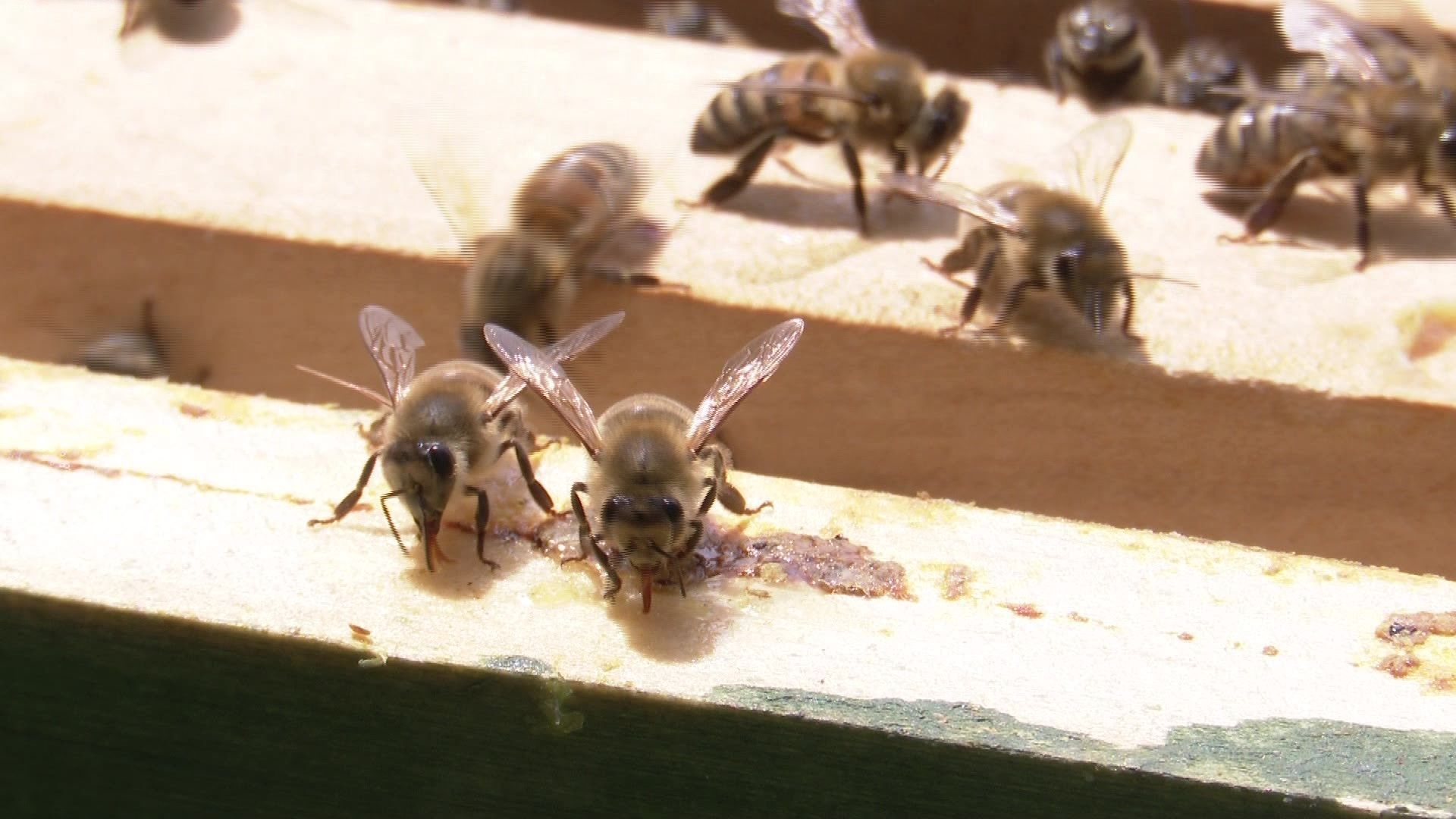 Video: Weltbienentag – Warum die Insekten so wichtig sind