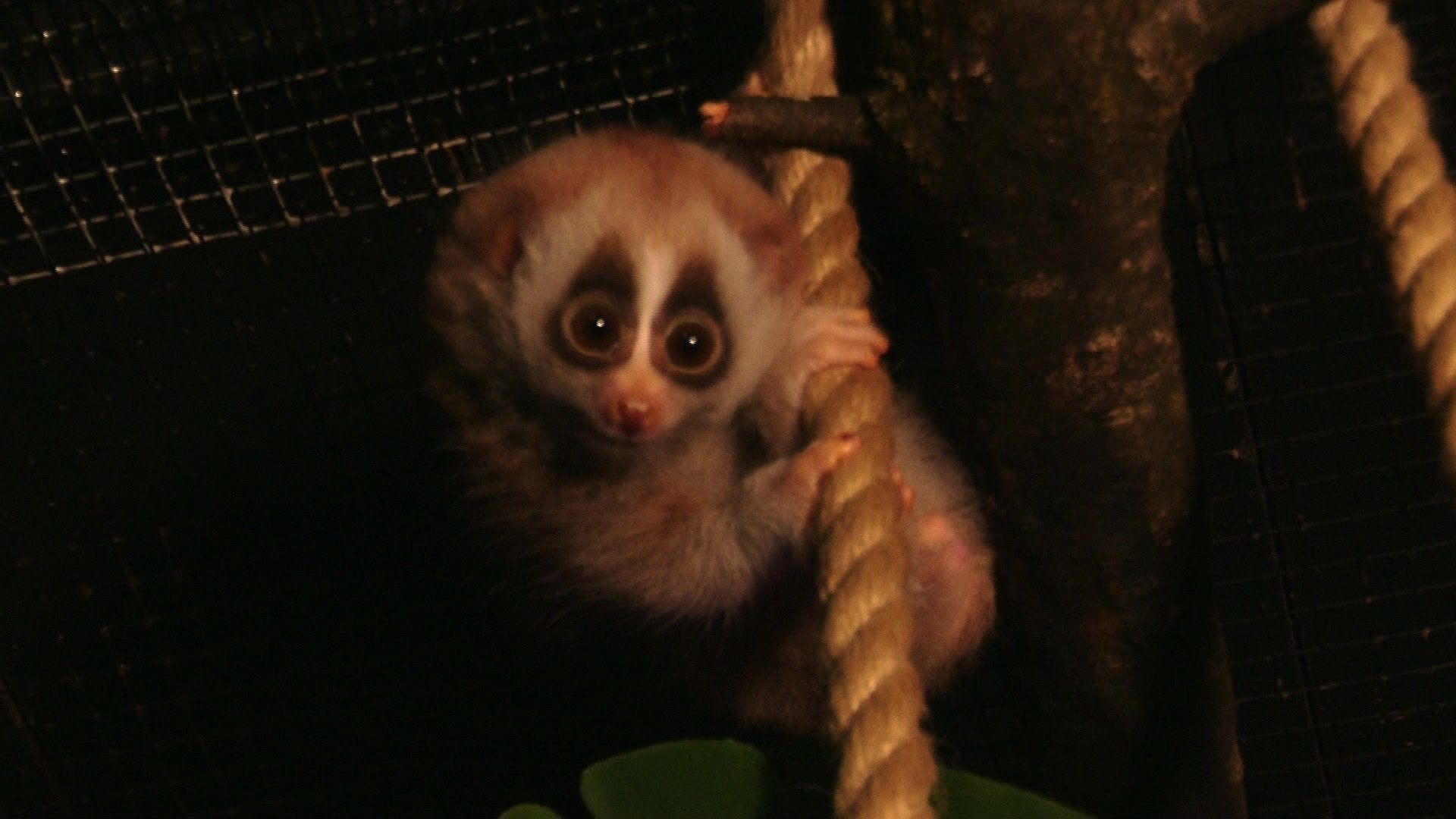 Video: Seltenes Plumplori-Baby geboren - Nachwuchs im Augsburger Zoo