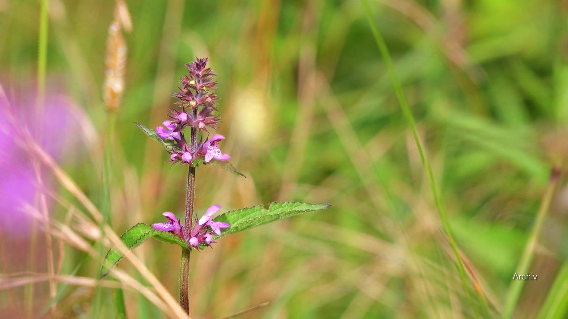 Video: Die Mertinger Hölle - Ein wichtiger Lebensraum für Vogelarten