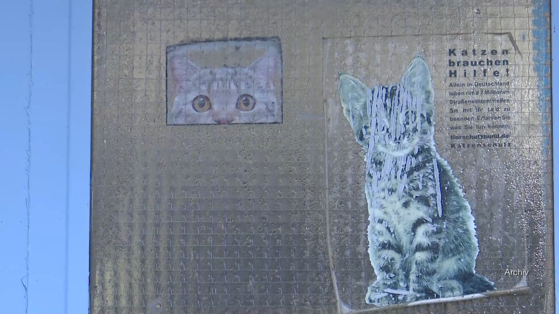 Video: a.tv kompakt: Standortdiskussion um Tierheim Höchstädt