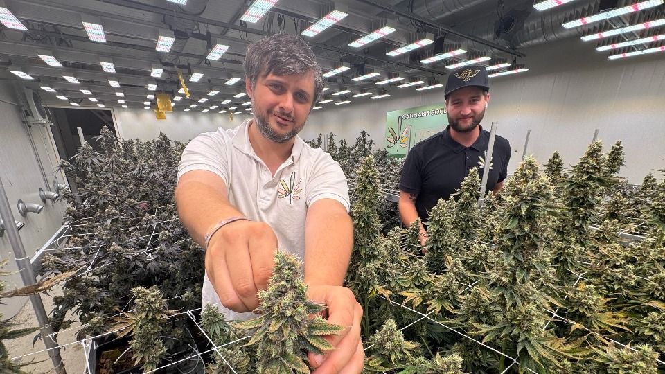 565-Pflanzen-in-drei-Tagen-So-l-uft-die-Cannabis-Ernte-bei-High-Society-Donau-Iller-