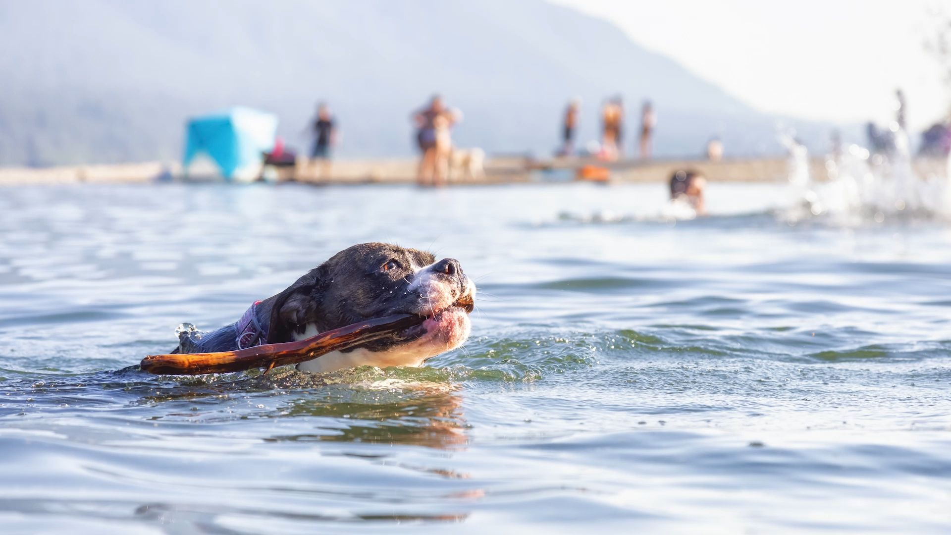 Video: Hunde am See: Ist das zu empfehlen?
