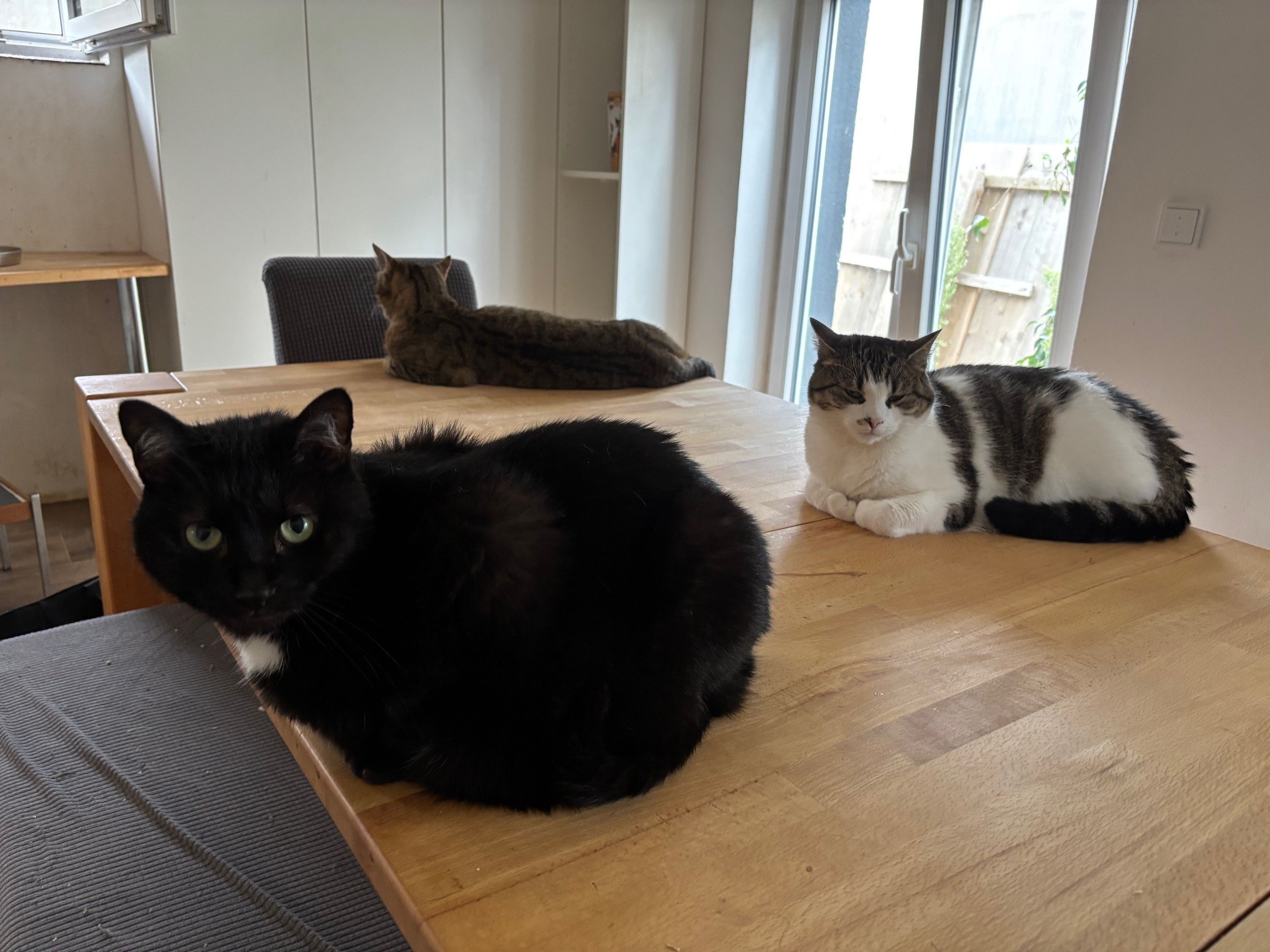 Video: Frau aus Wurmberg setzt sich seit Jahren für Katzen ein