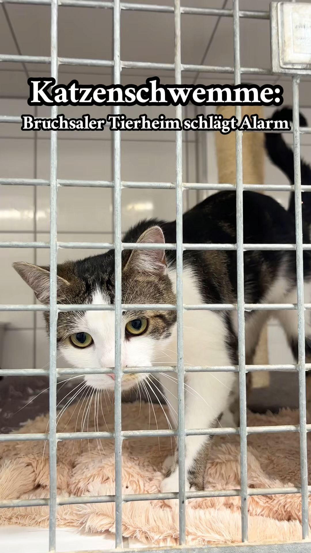 Video: Katzenschwemme in Bruchsal: Tierheim stößt an seine Grenzen