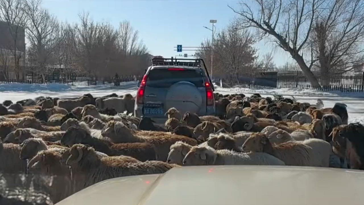 Video: China: Riesige Schafherde umzingelt SUV und verursacht Verkehrsbehinderung in Xinjiang, China
