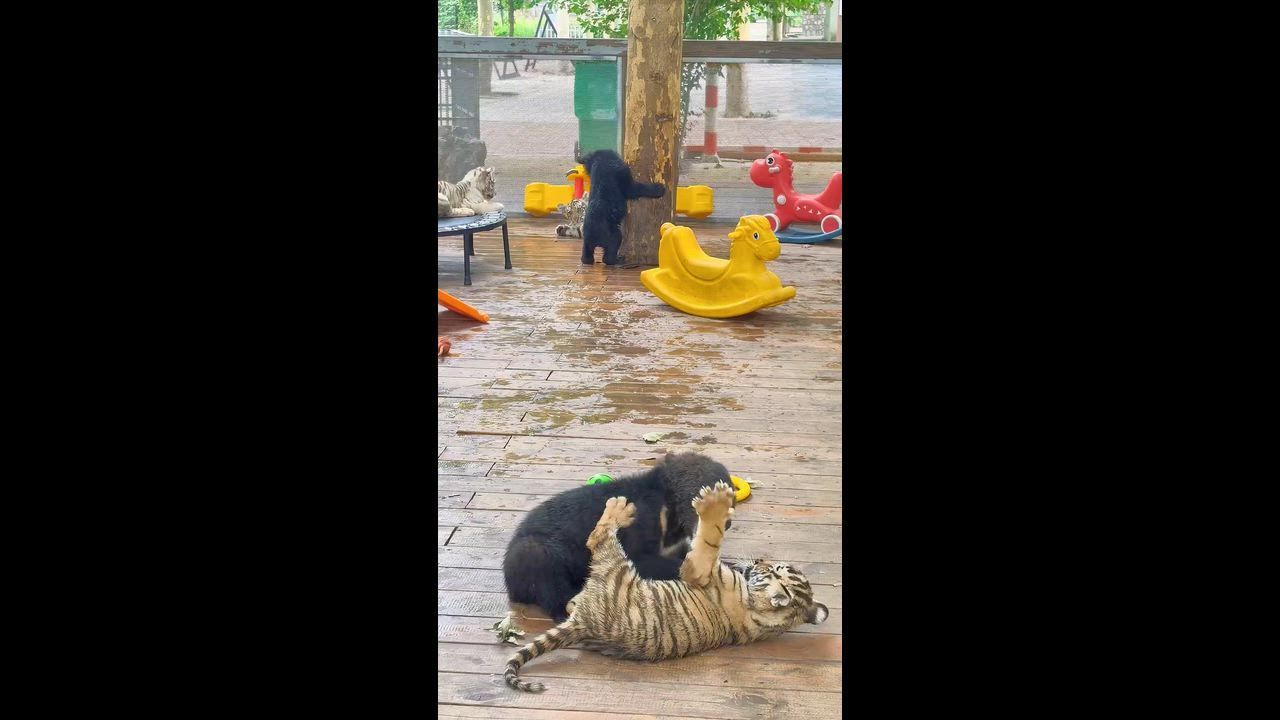 Video: China: Bären- und Tigerjunge spielen gemeinsam in einem Zoo in Henan