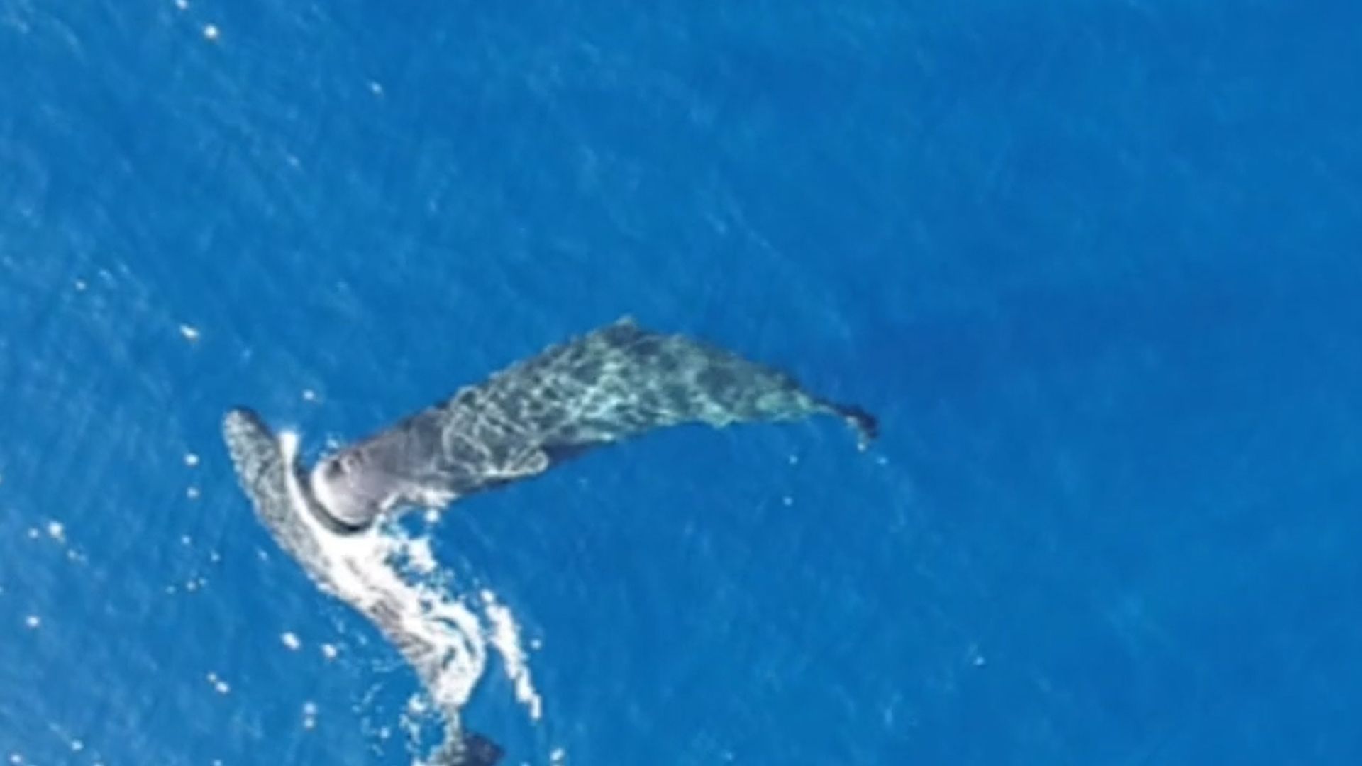 Video: Pottwal rammt Pottwal mit dem Kopf: Aufnahmen bestätigen Verhalten wie in „Moby Dick“