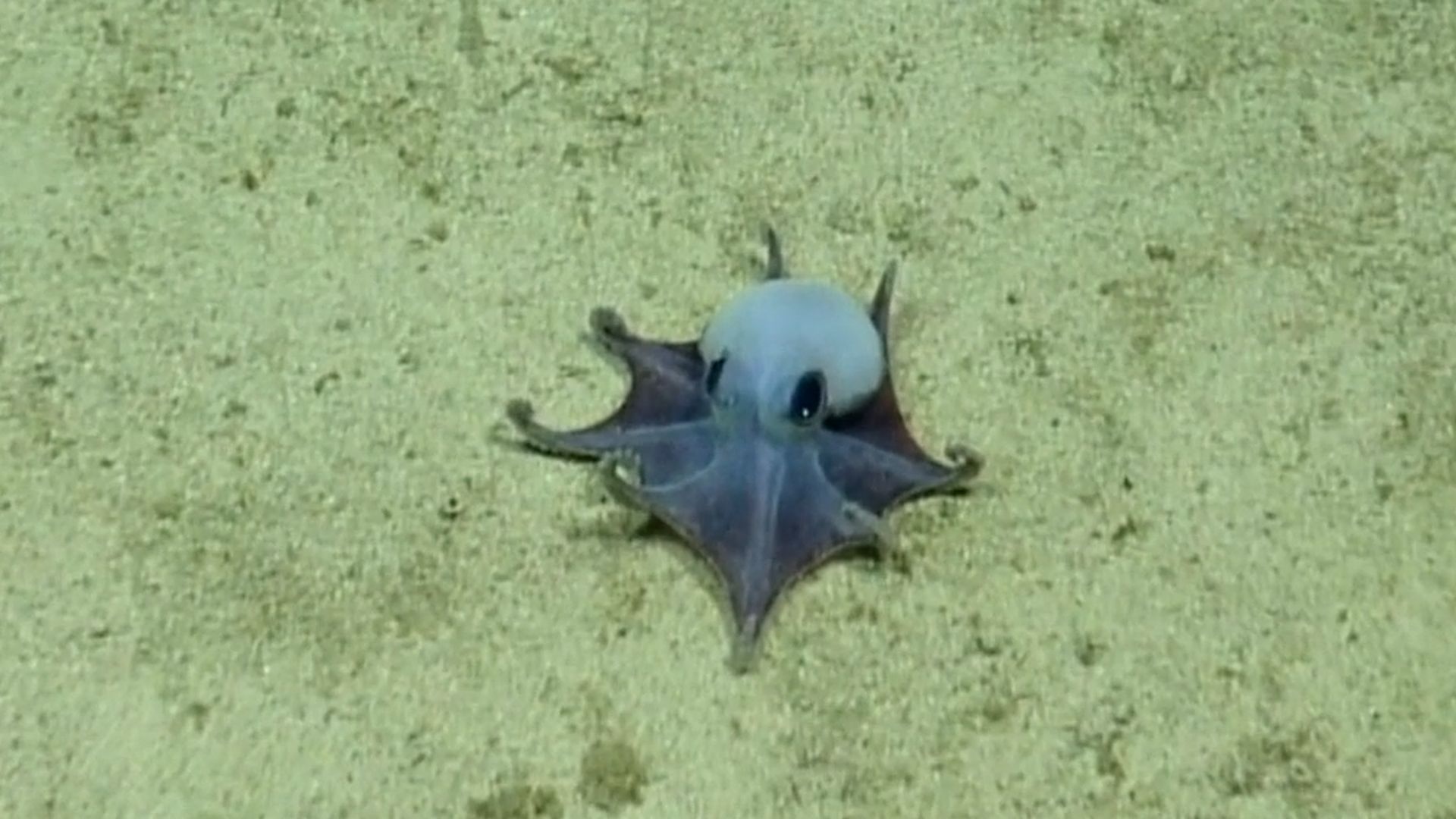 Video: Forscher entdecken bislang unbekannten, winzigen Oktopus vor den Galápagosinseln