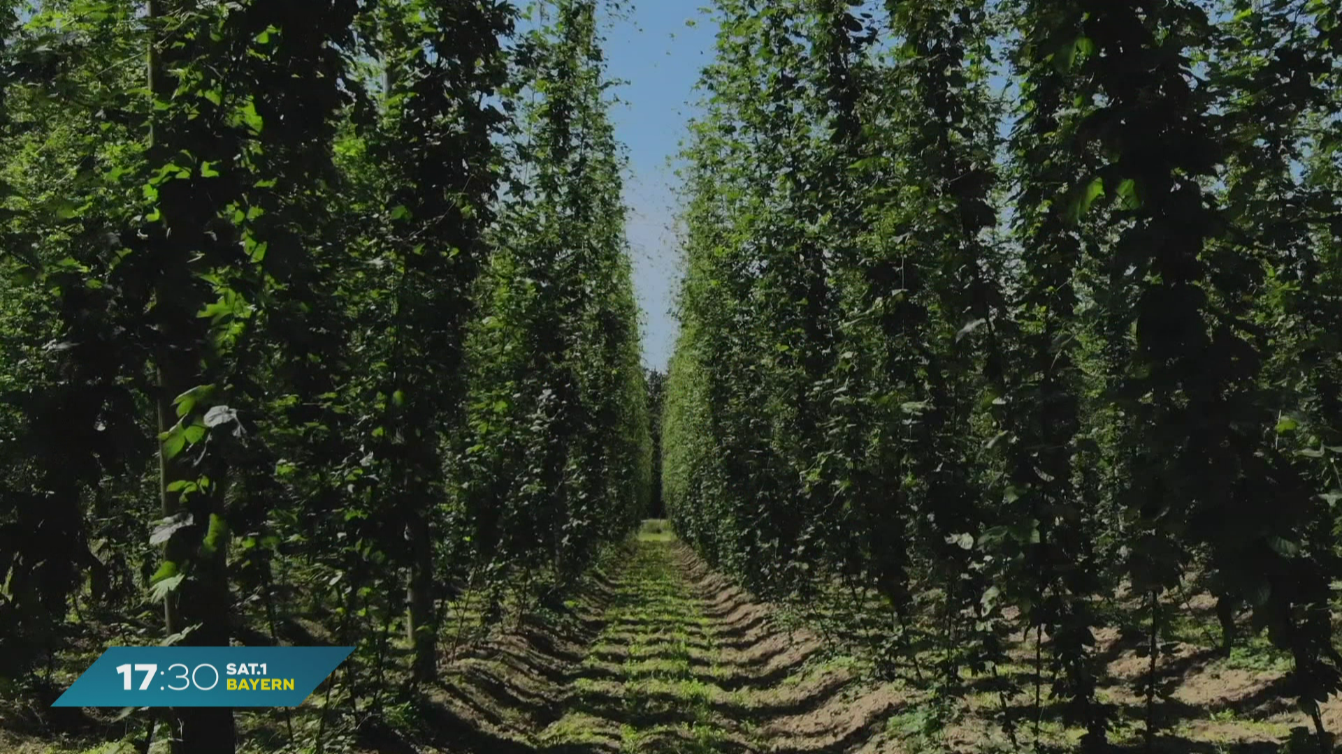 Hopfenanbau weltweit: Deutschland auf erstem Platz