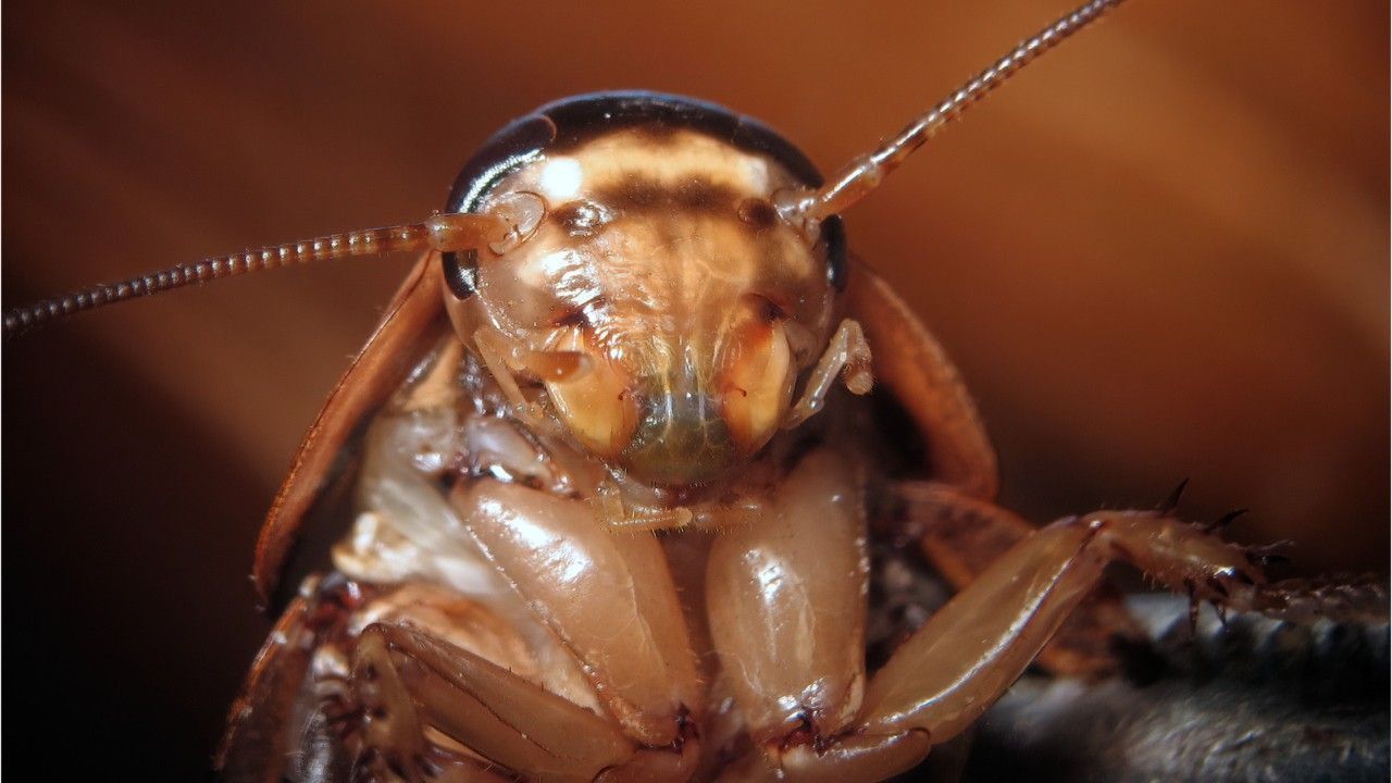 Experte warnt vor "Super-Kakerlaken" auf Mallorca