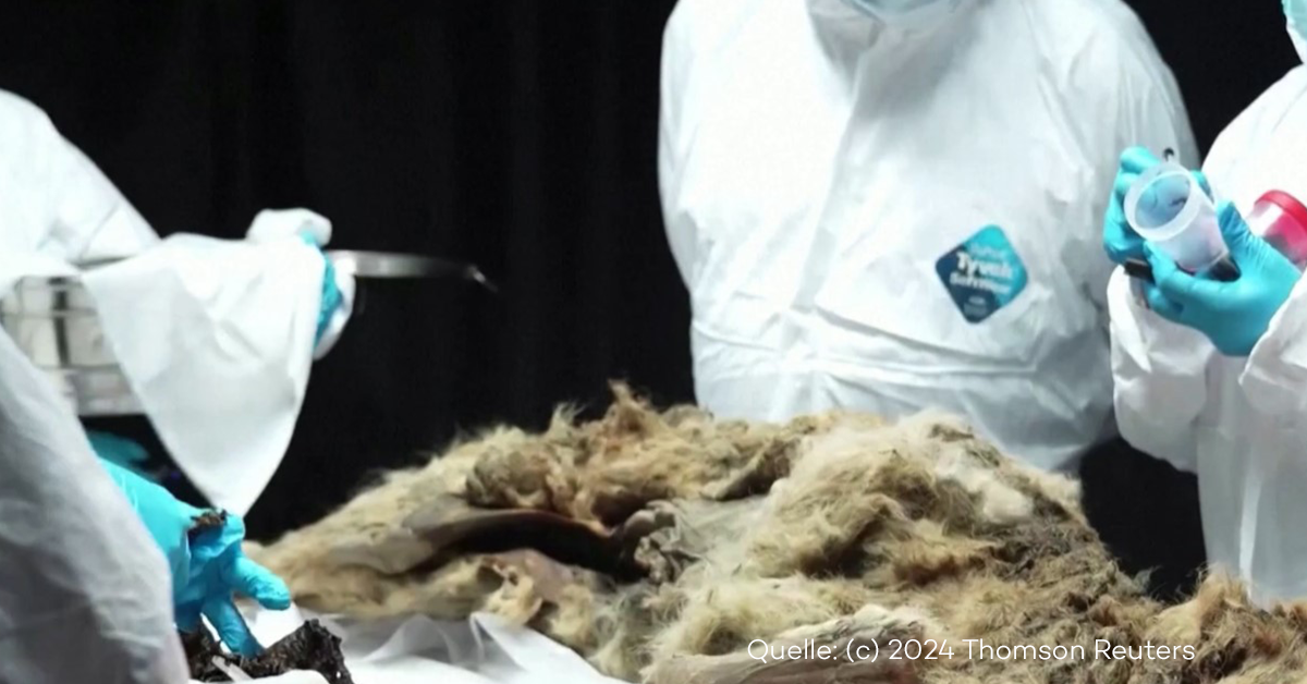 Perfekt konserviert: 44.000 Jahre alter Wolf in Russland entdeckt