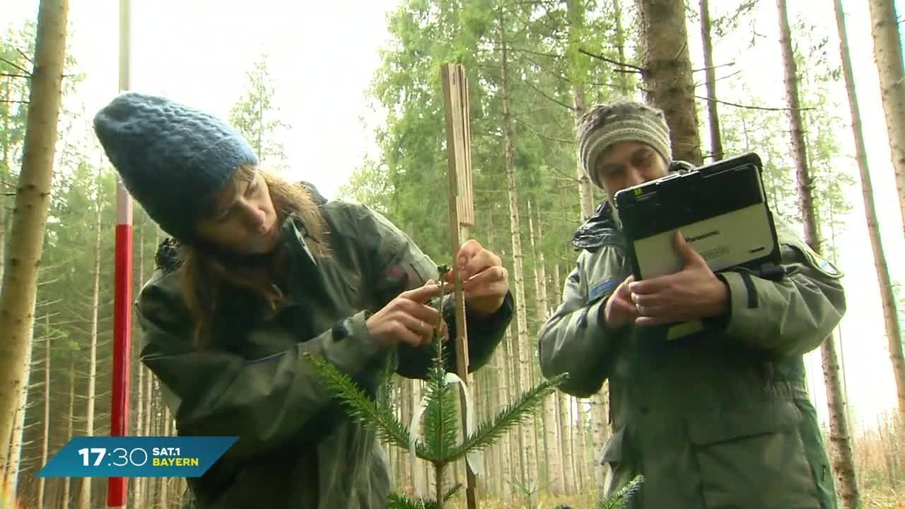 Ausgewogenheit für Bayerns Wälder: Kaniber startet Wildbestandserhebung