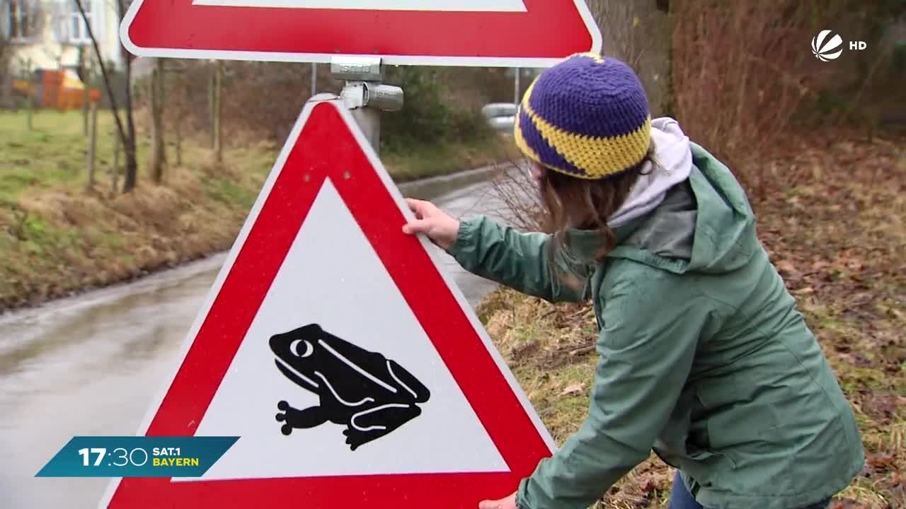 Milde Temperaturen sorgen für Frühlingsstimmung: Krötenwanderung am Bodensee