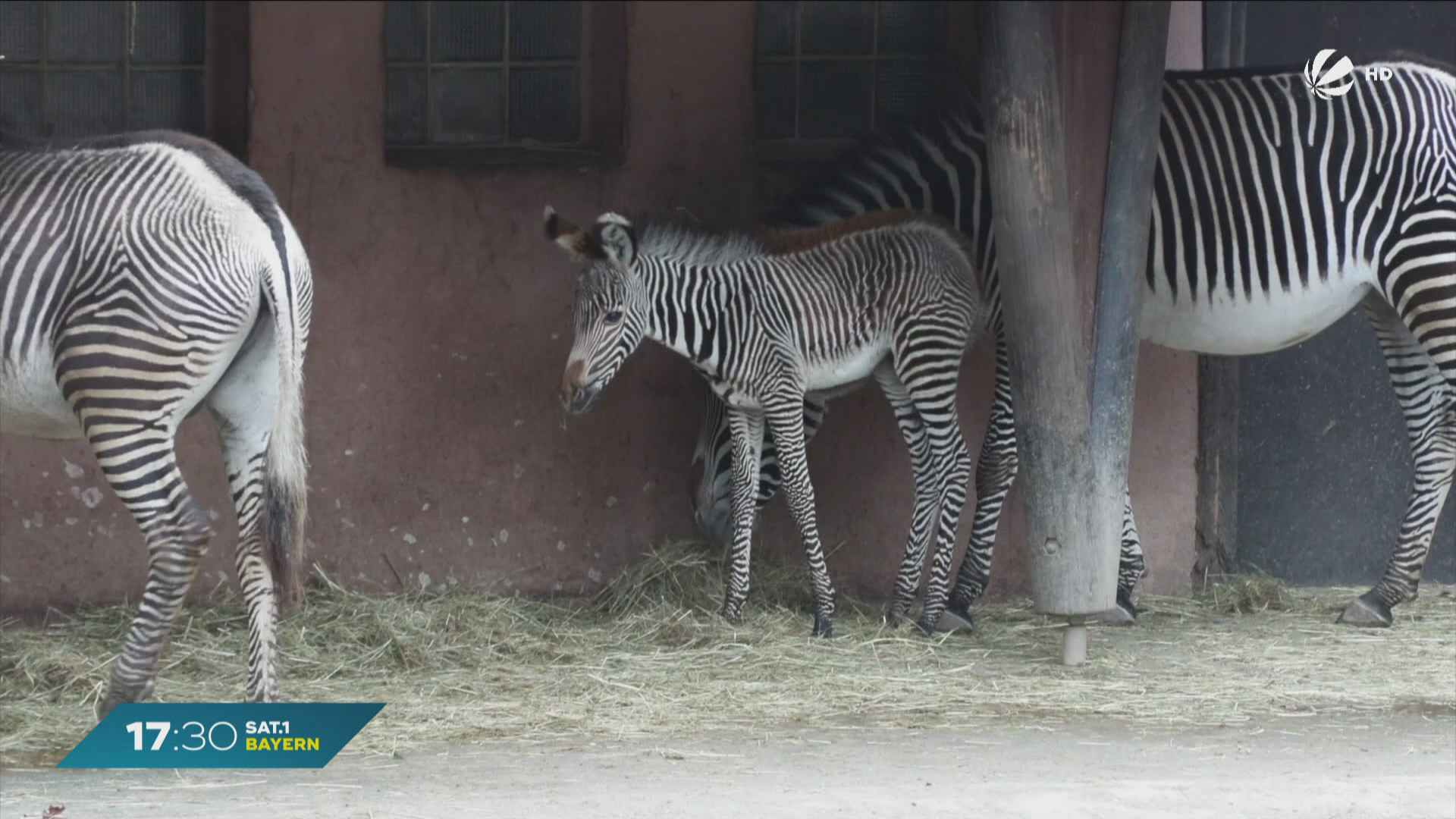 Nachwuchs im Nürnberger Tiergarten: Gefährdetes Grevyzebra-Fohlen