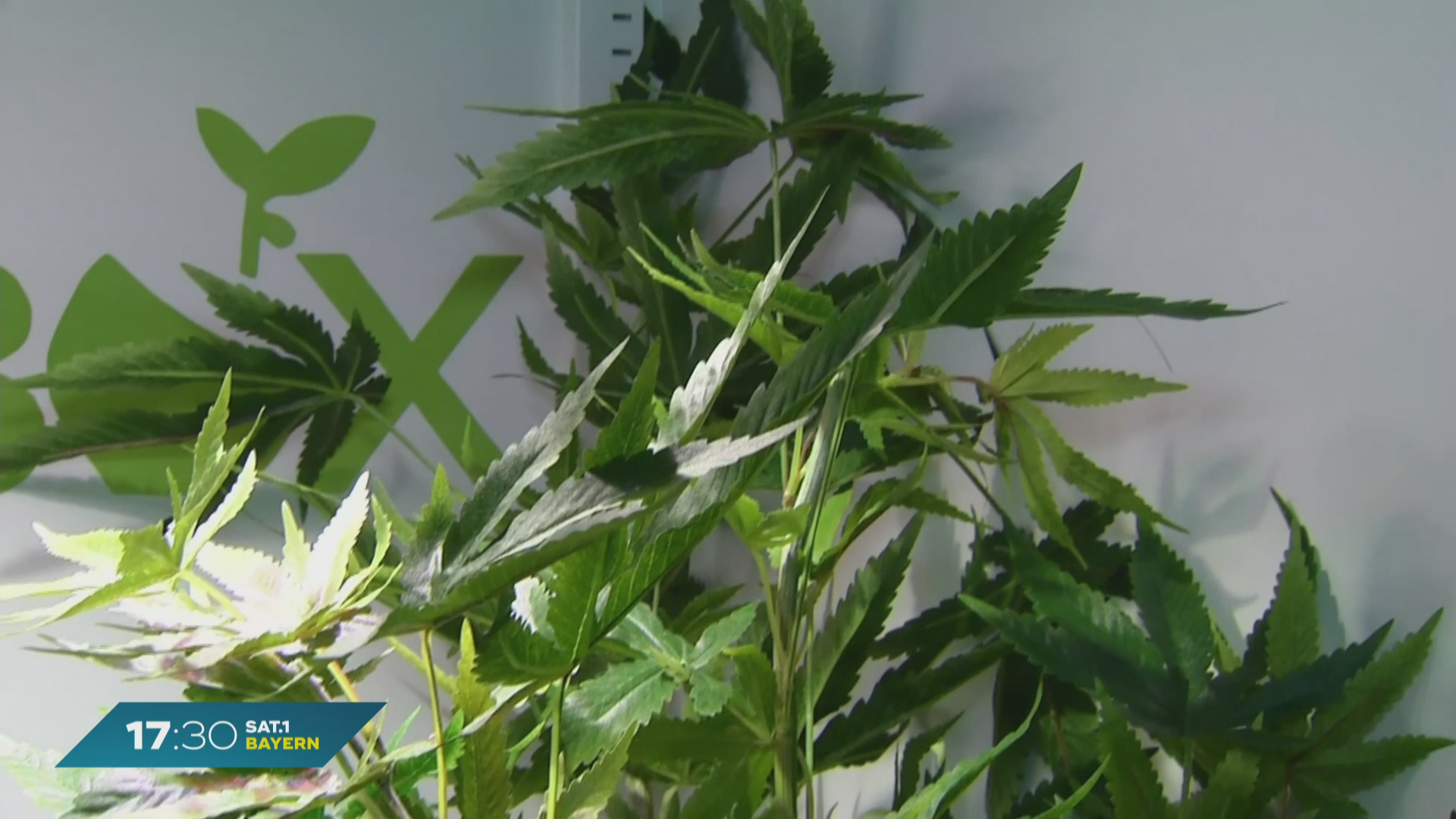 Cannabis-Legalisierung in Bayern: Gerlach spricht von „Kiffer-Hochburg“